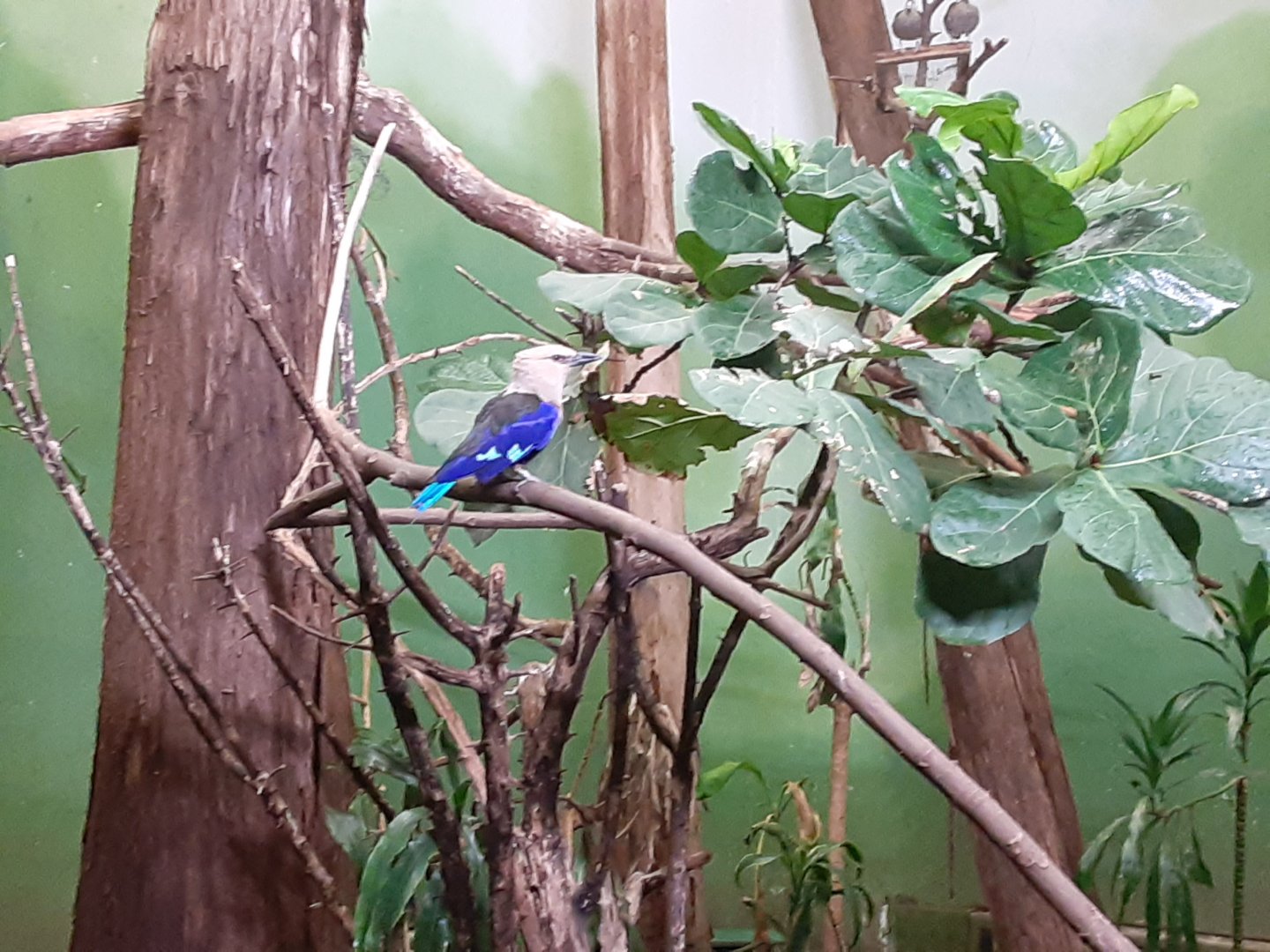 Blue-bellied Roller