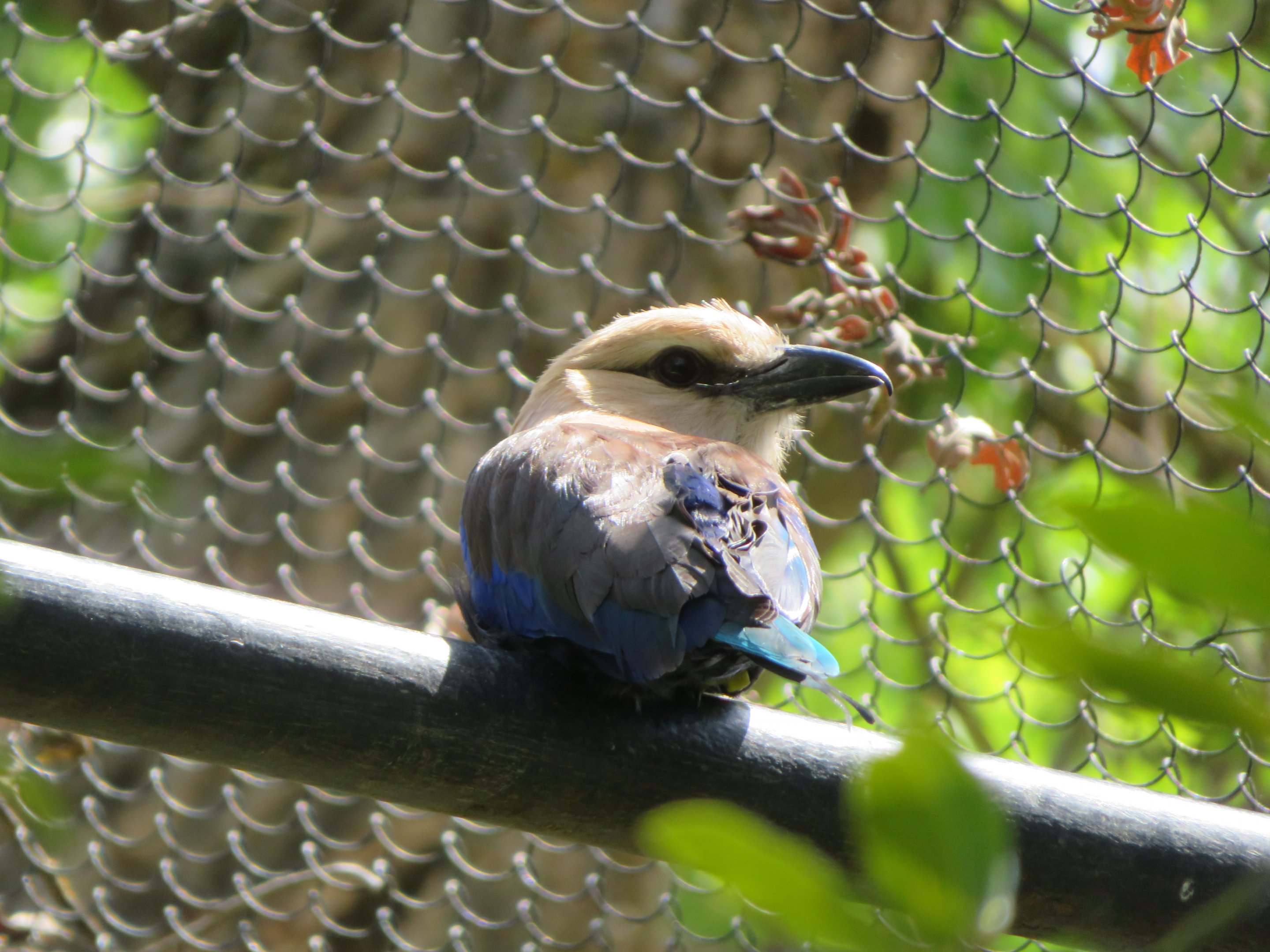 Blue-bellied Roller