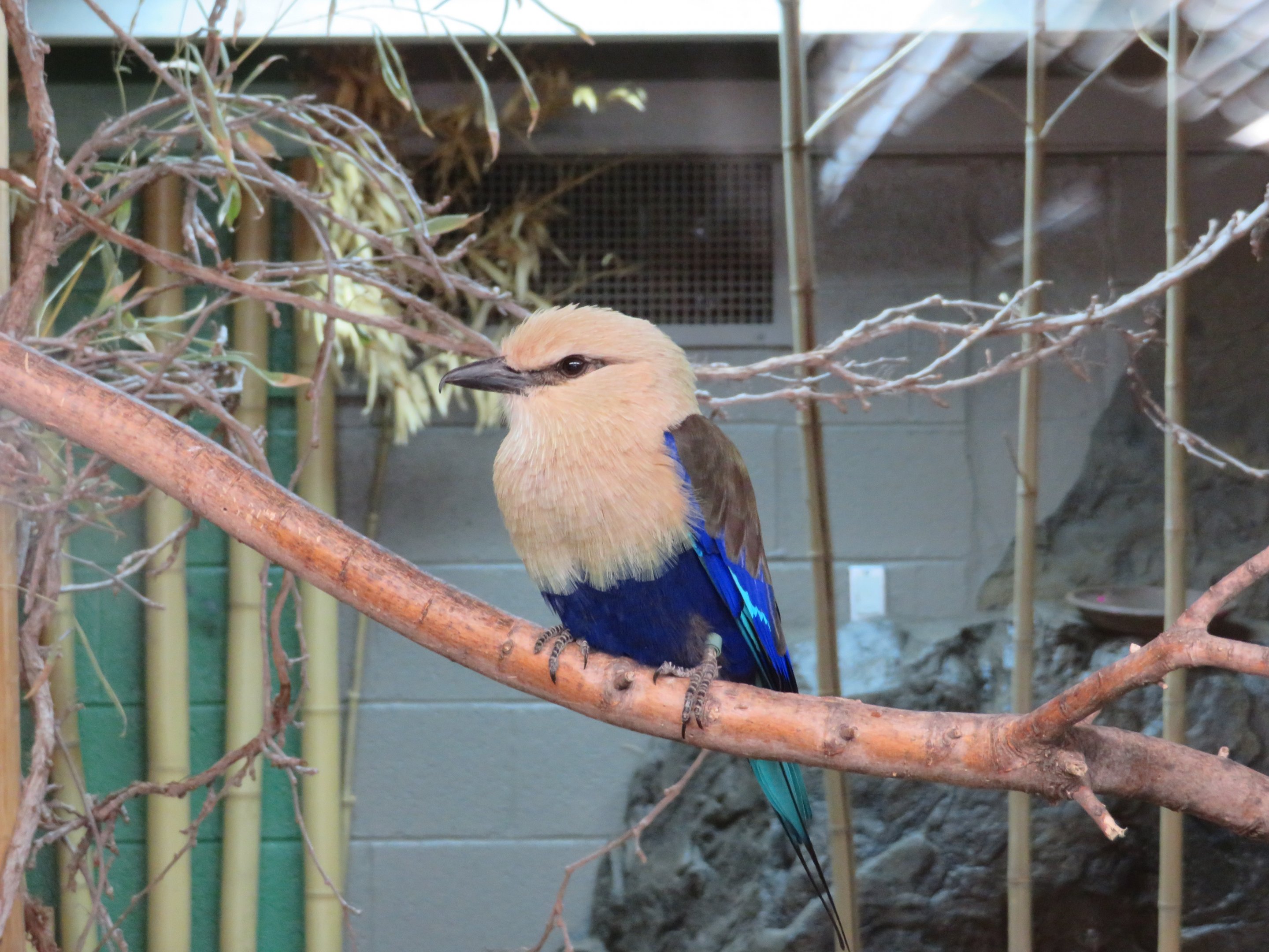 Blue-bellied Roller