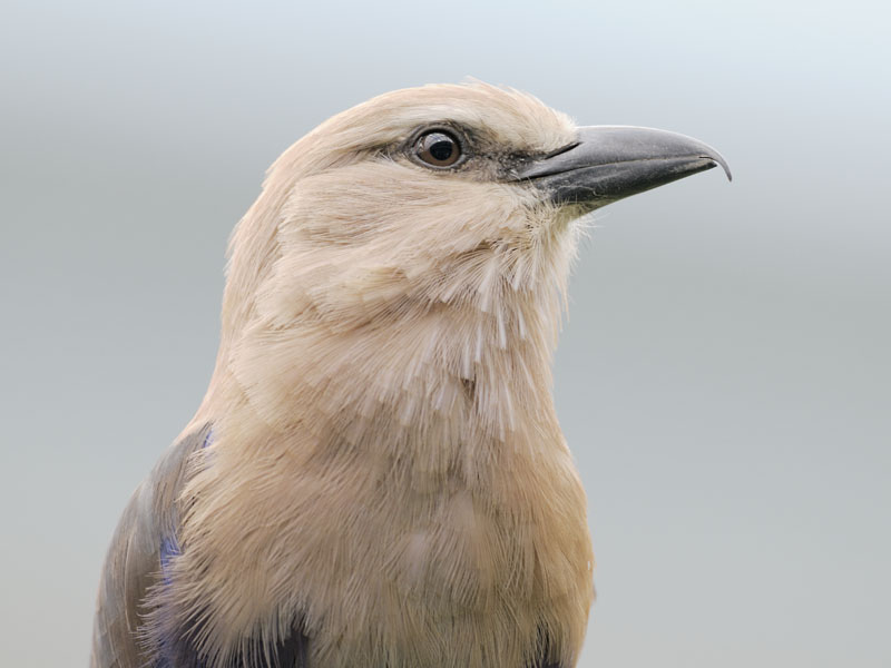 Blue-bellied roller