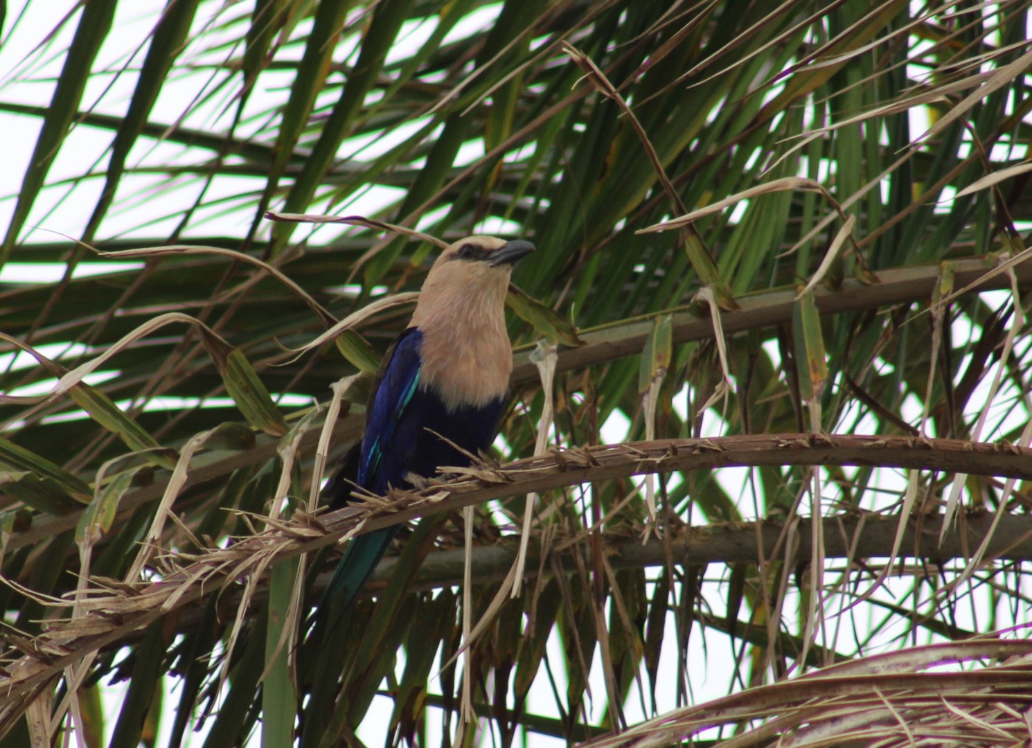 Blue-bellied roller