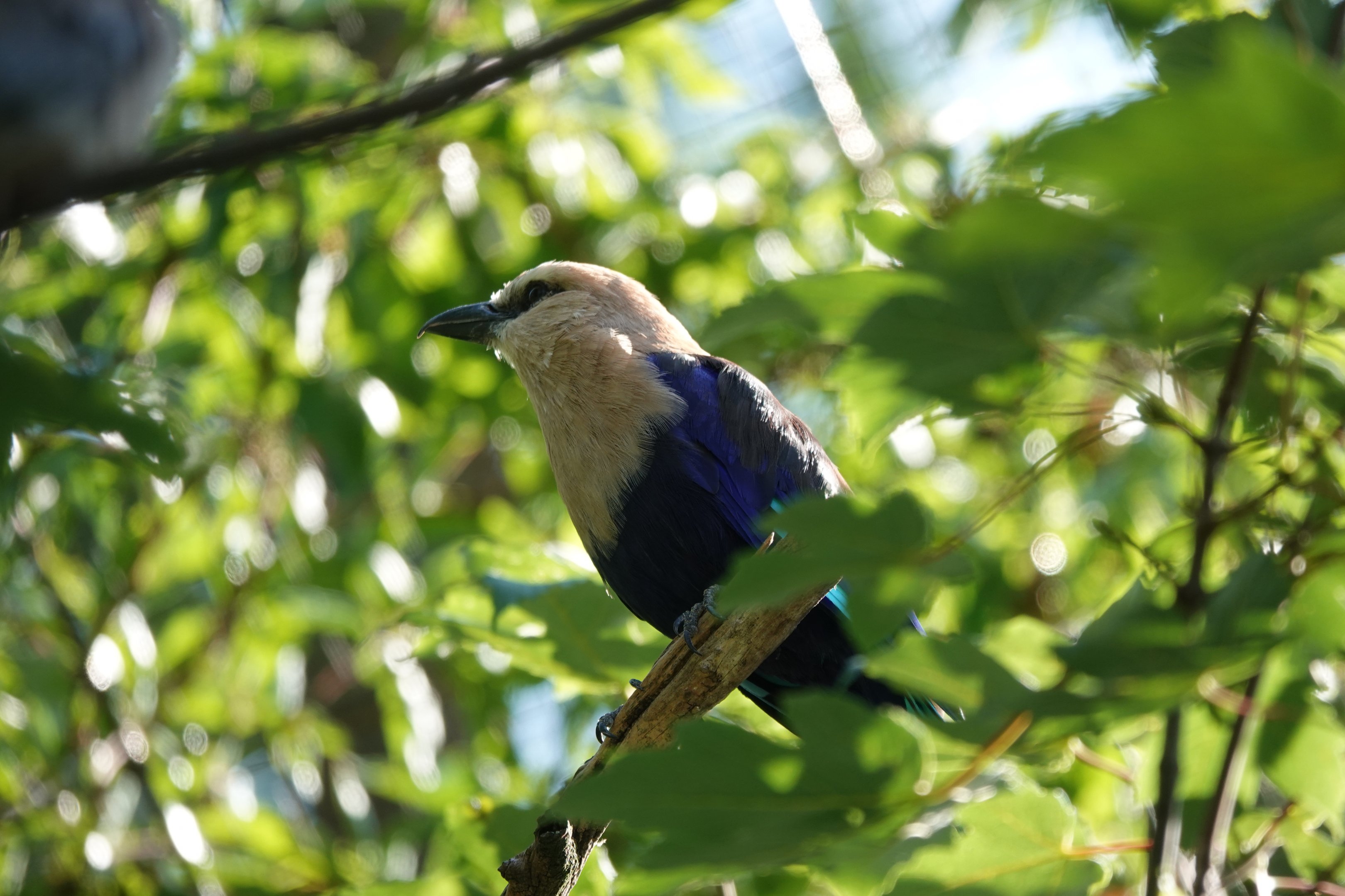Blue-bellied roller