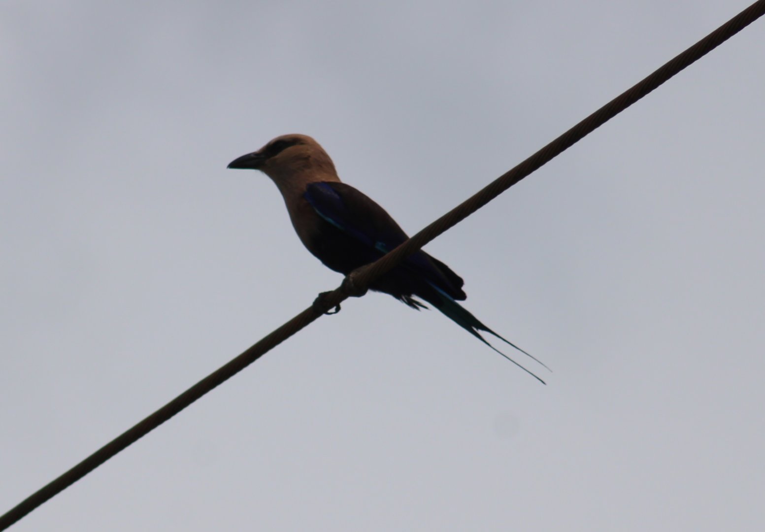 Blue-bellied roller