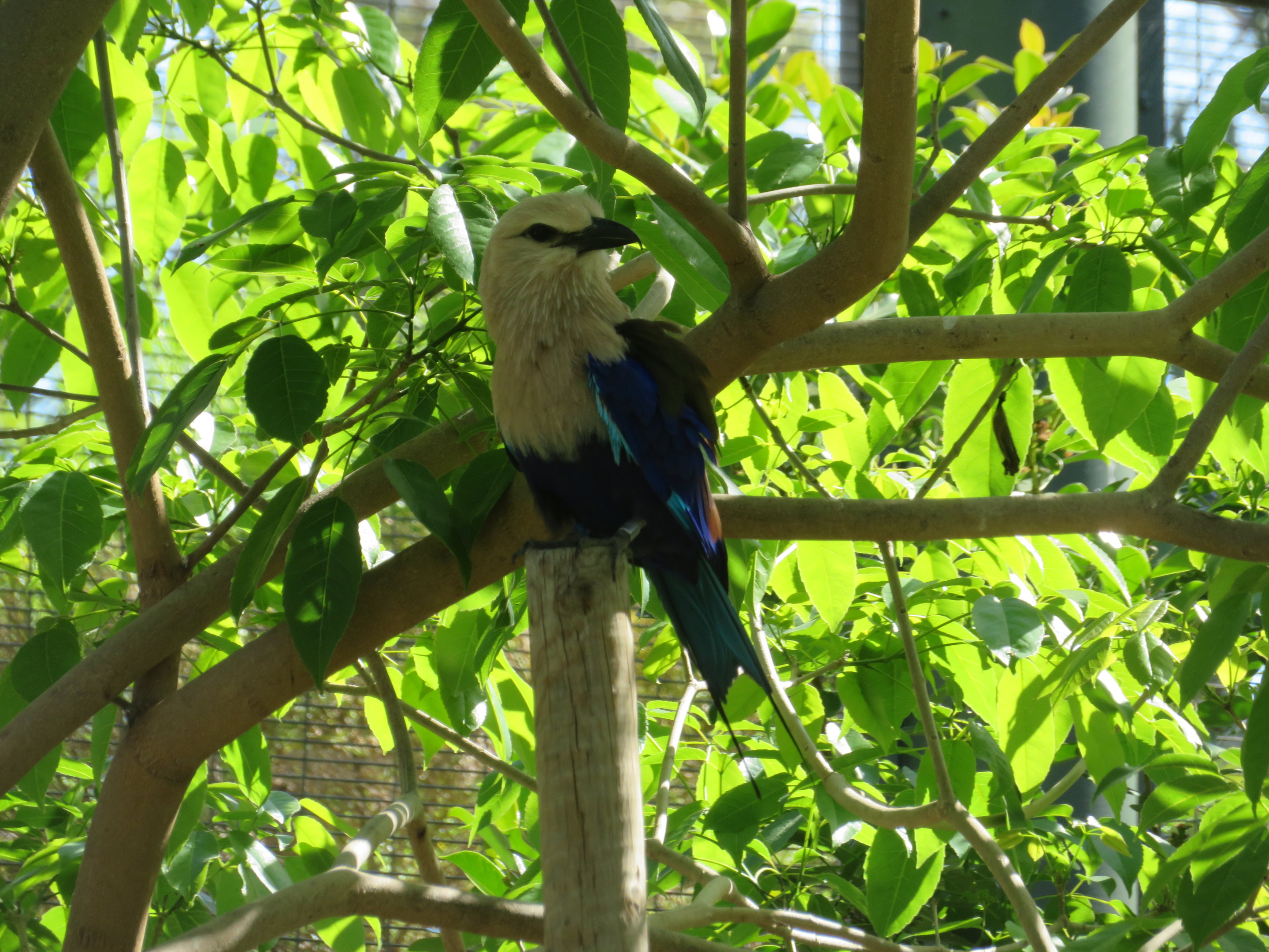 Blue-bellied Roller