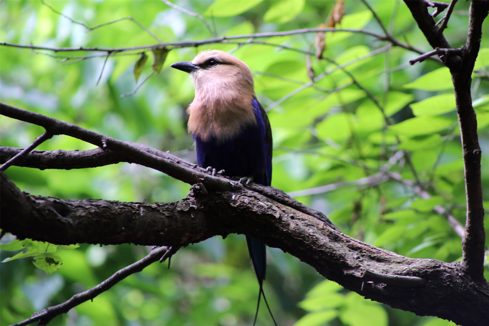 Blue-bellied Roller