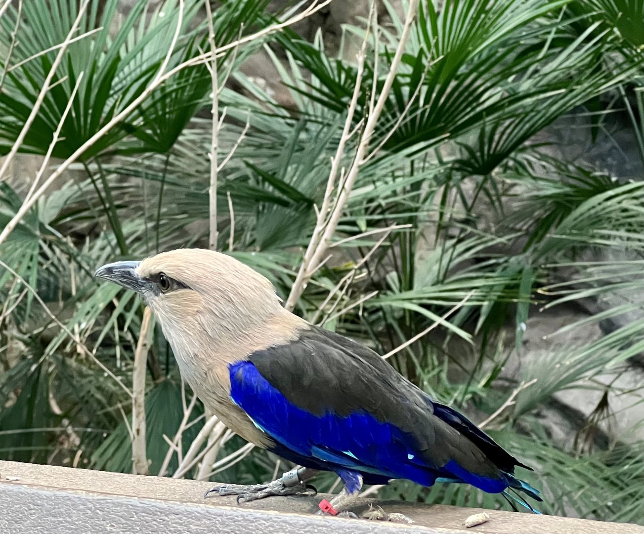 Blue-bellied Roller