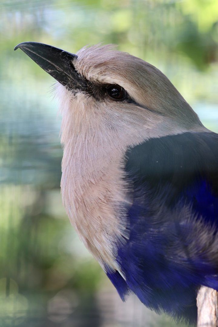 Blue-bellied roller