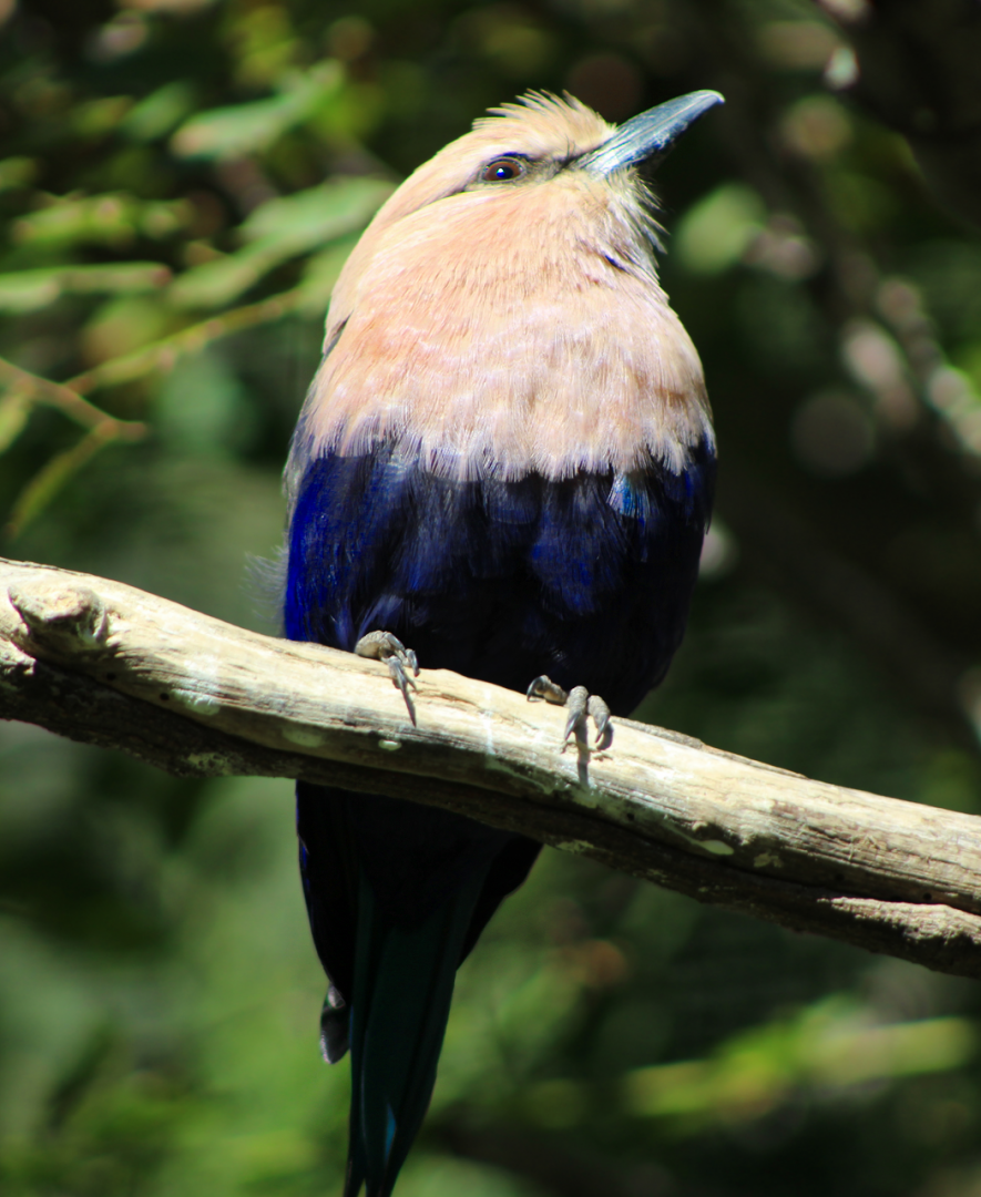 Blue-bellied Roller