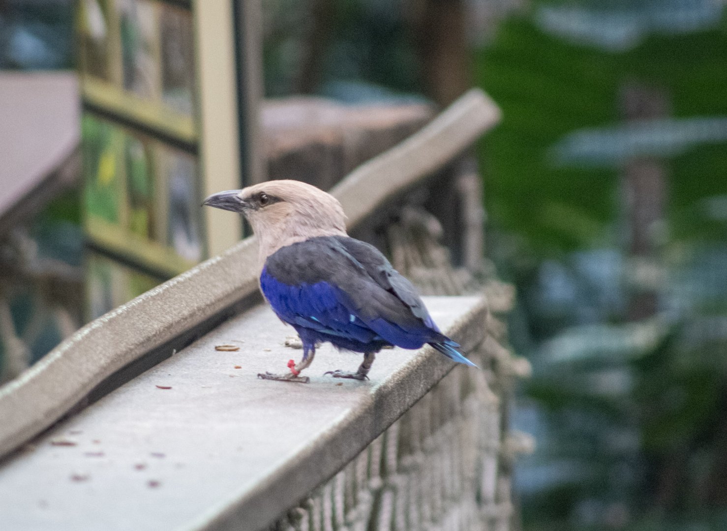 Blue-bellied Roller