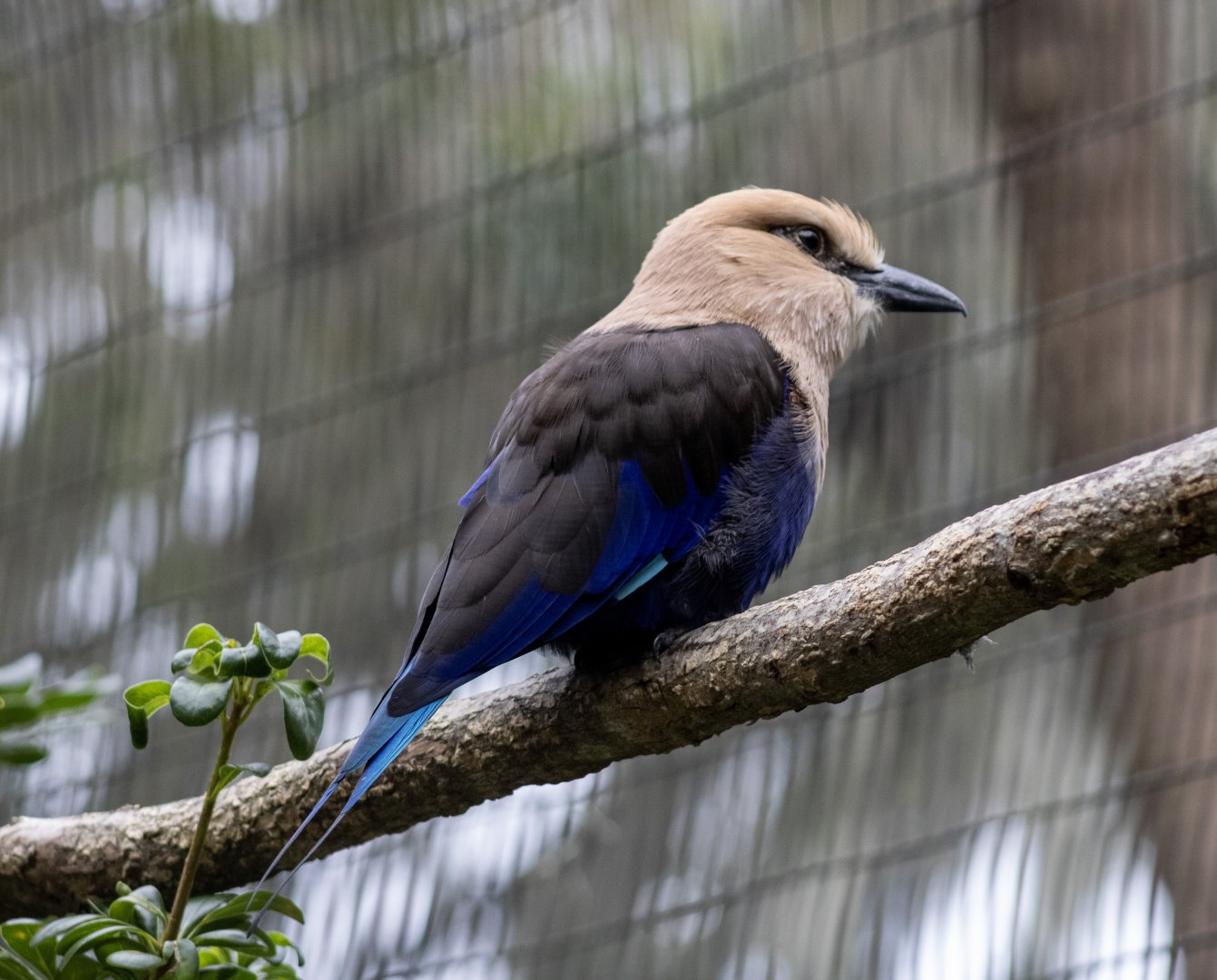 Blue-bellied Roller