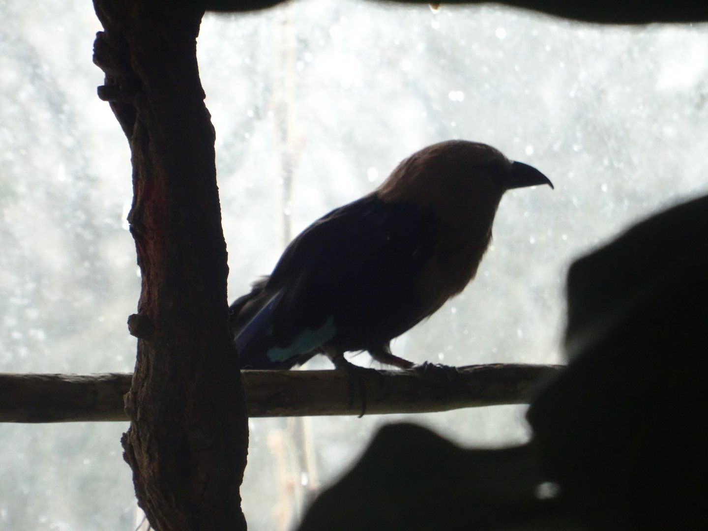 Blue-Bellied Roller