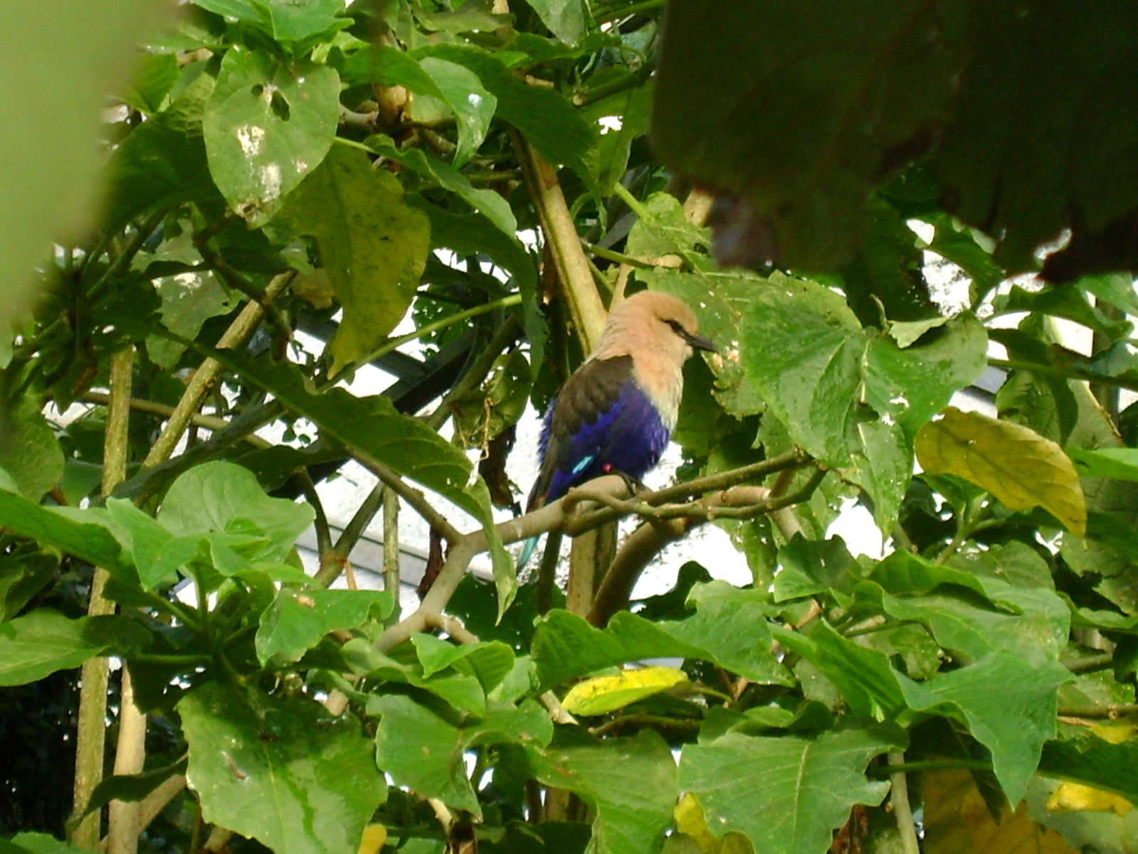 Blue bellied roller