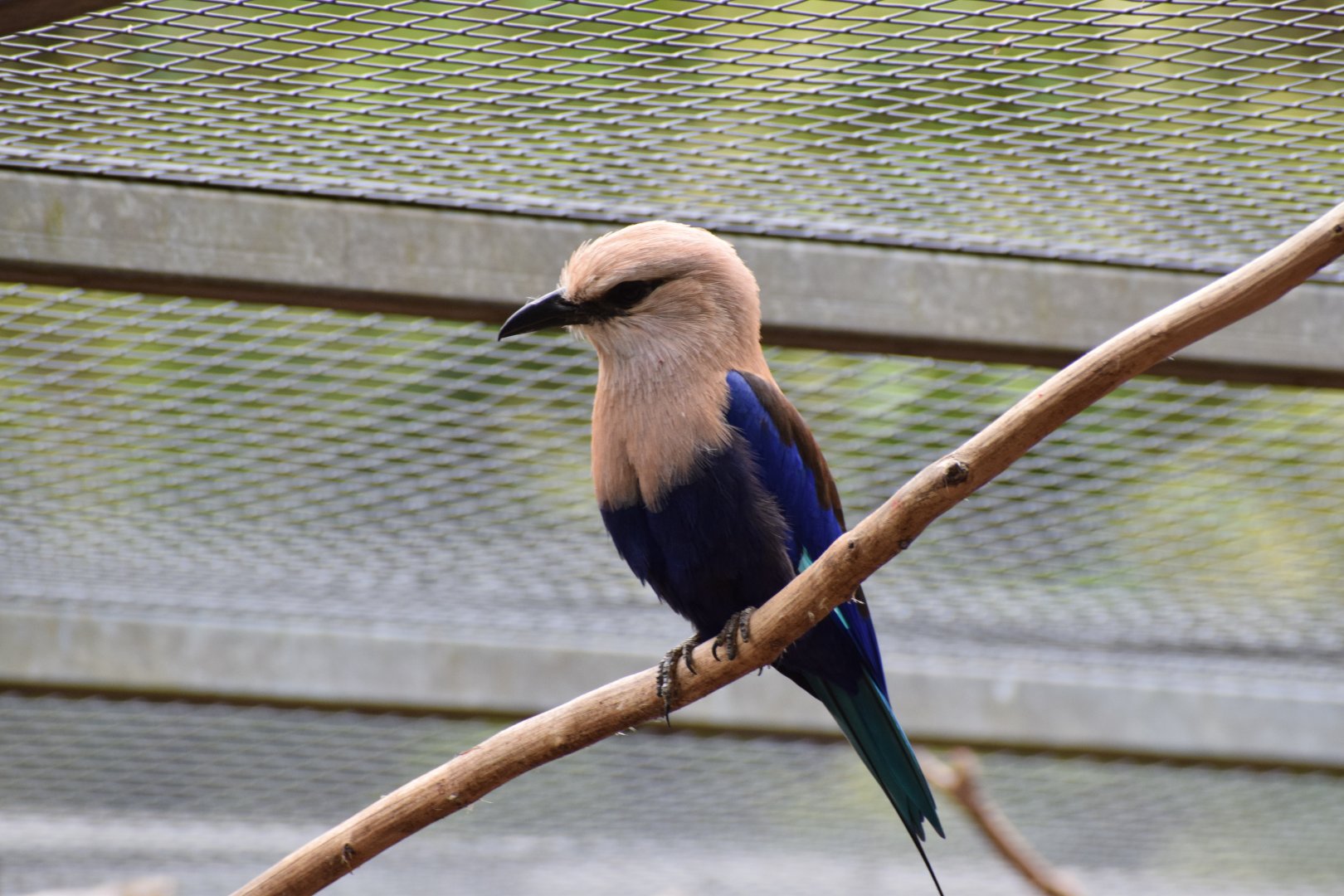 Blue-bellied roller