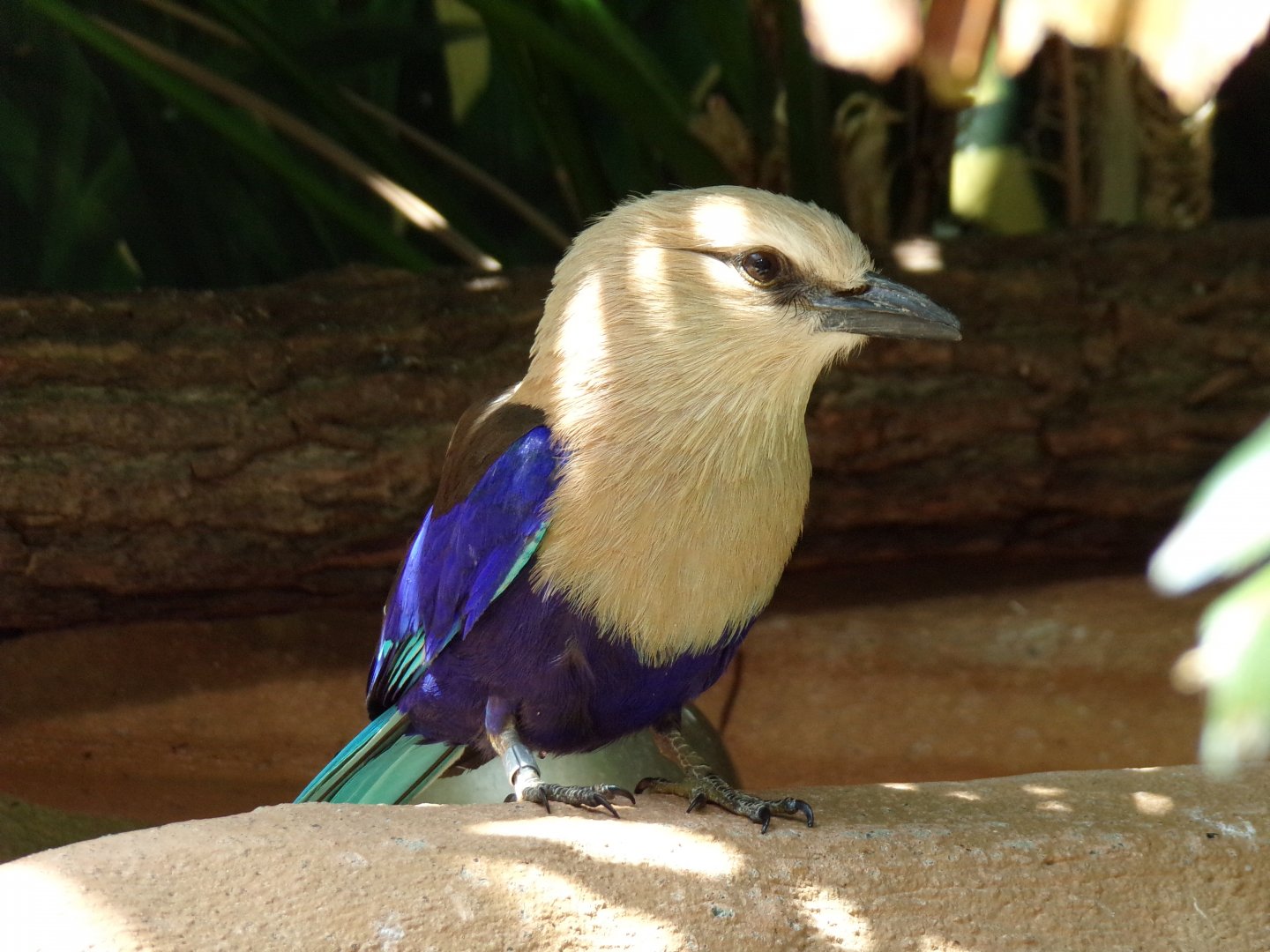 Blue-bellied roller