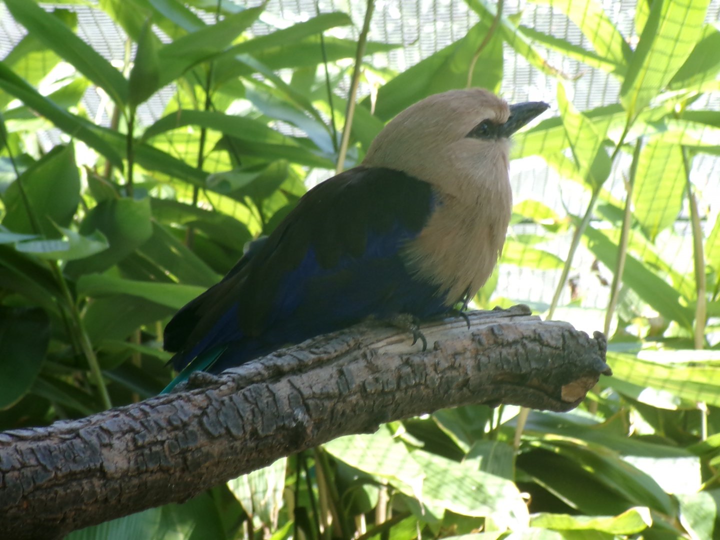 Blue-bellied roller