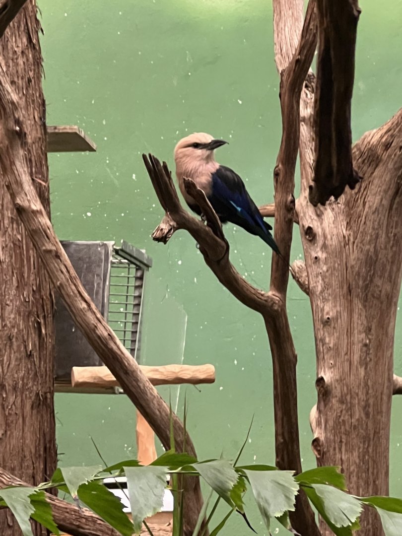 Blue-Bellied Roller