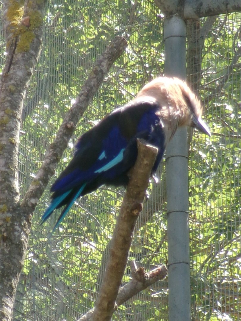 Blue-bellied roller