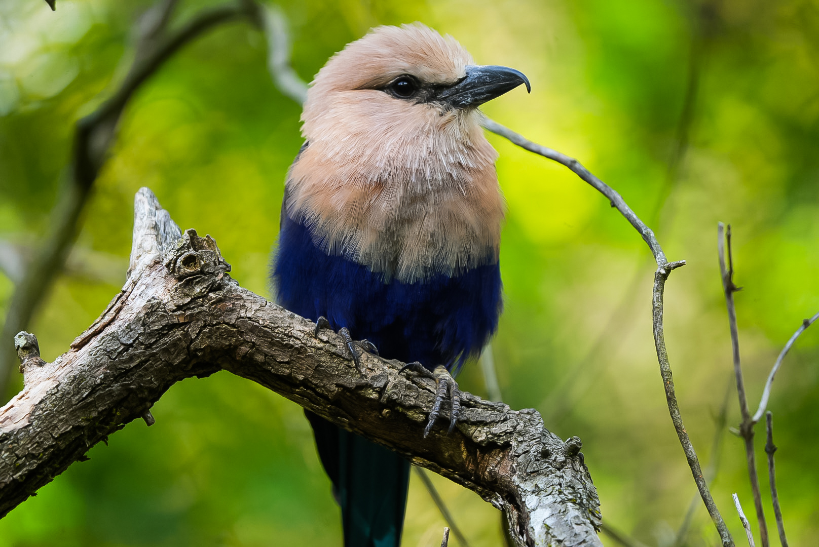 Blue-bellied Roller