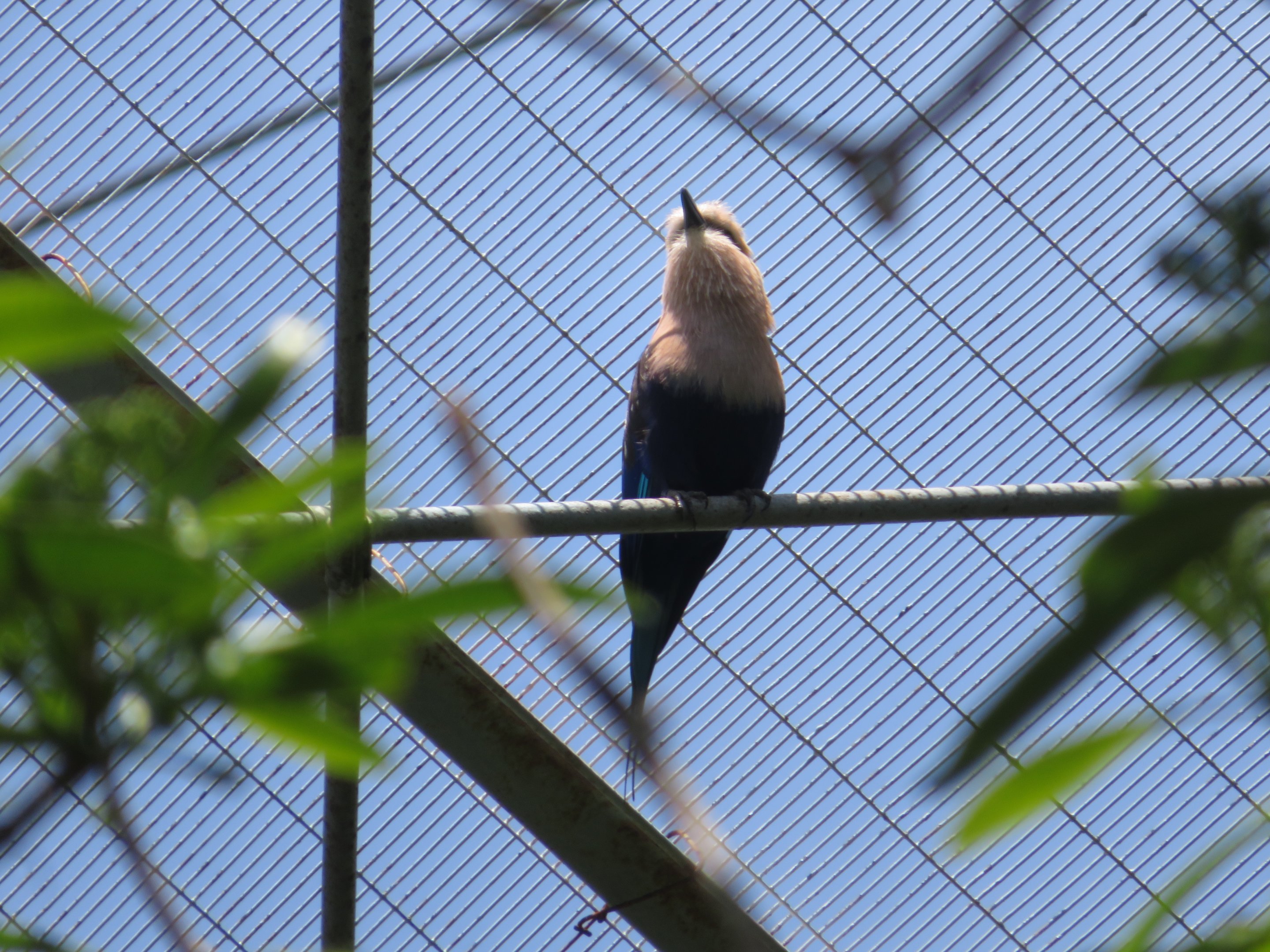 Blue-bellied Roller