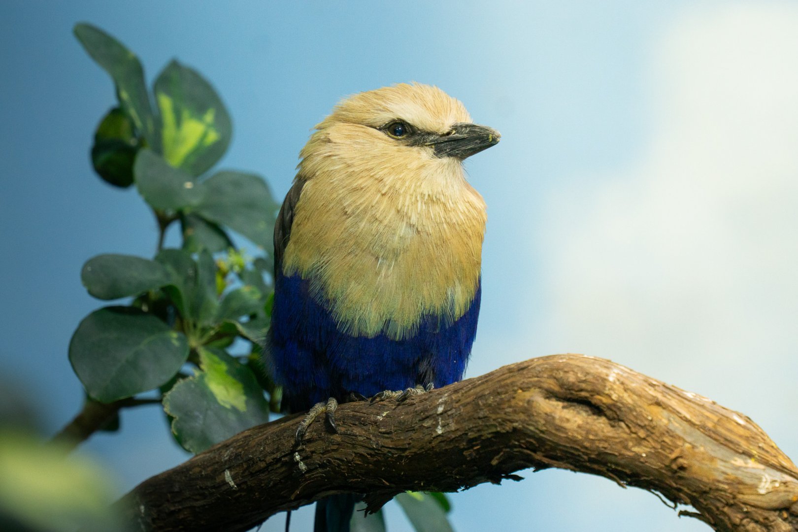Blue-bellied roller