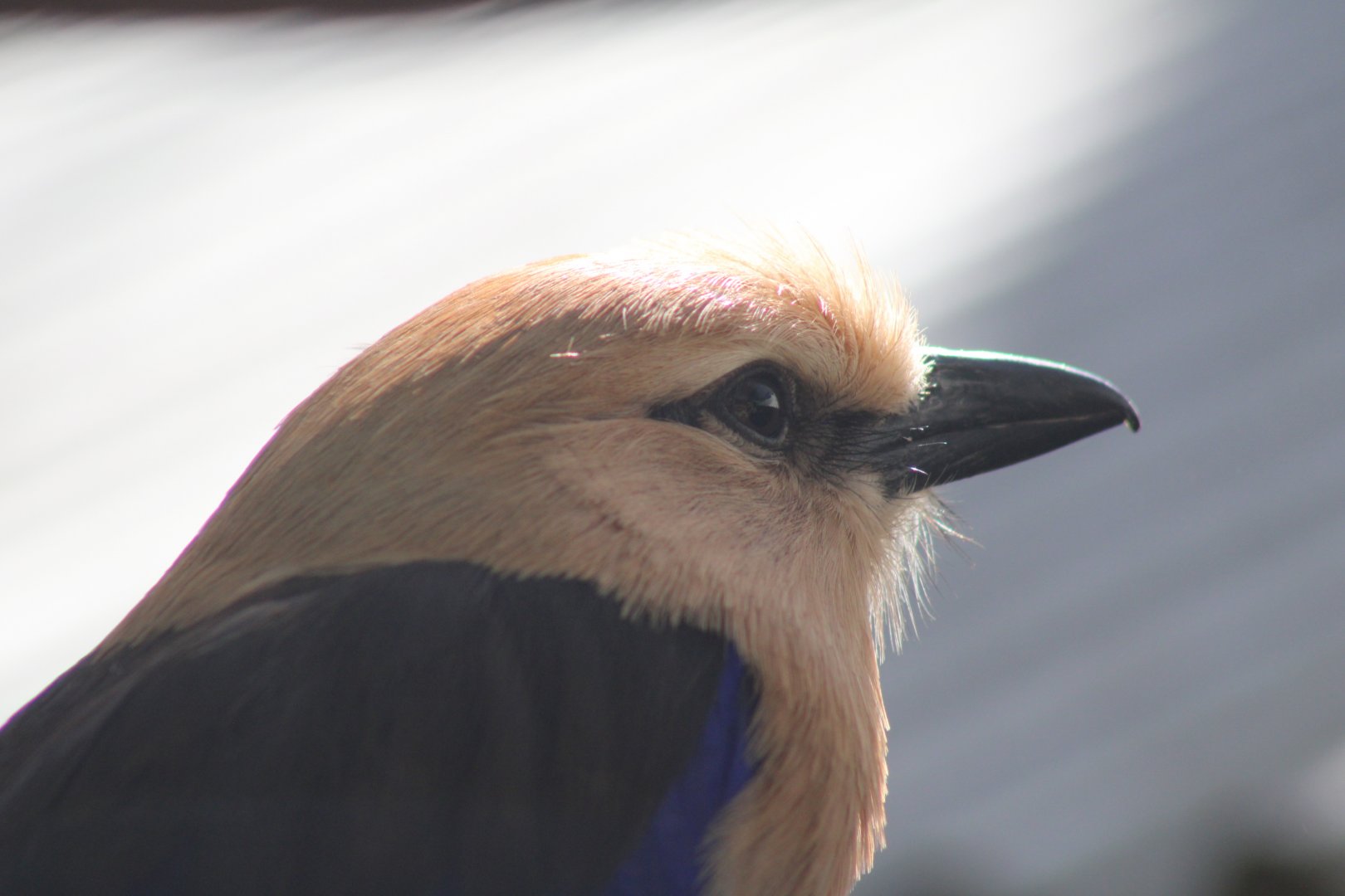 Blue-bellied Roller