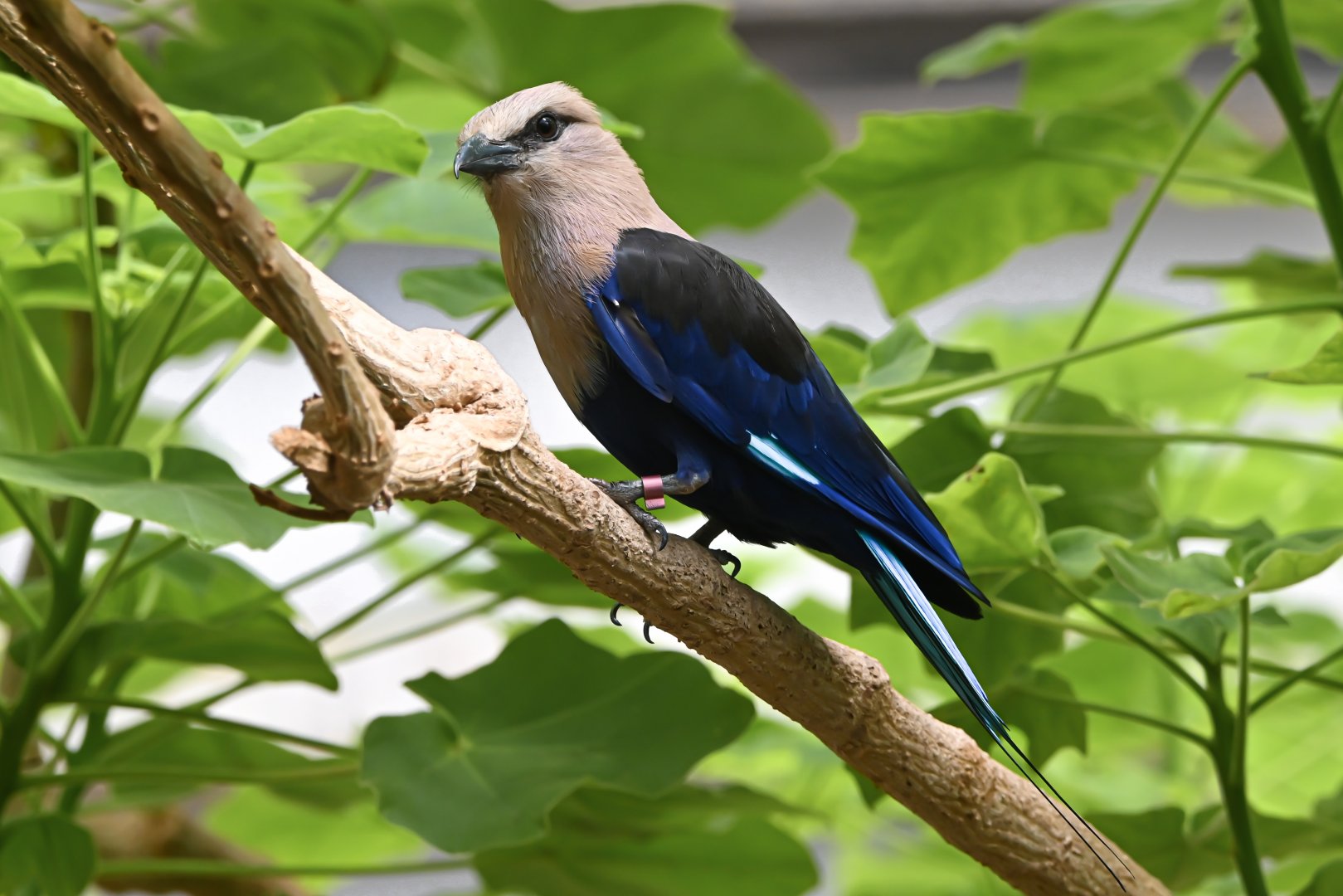 Blue-bellied roller