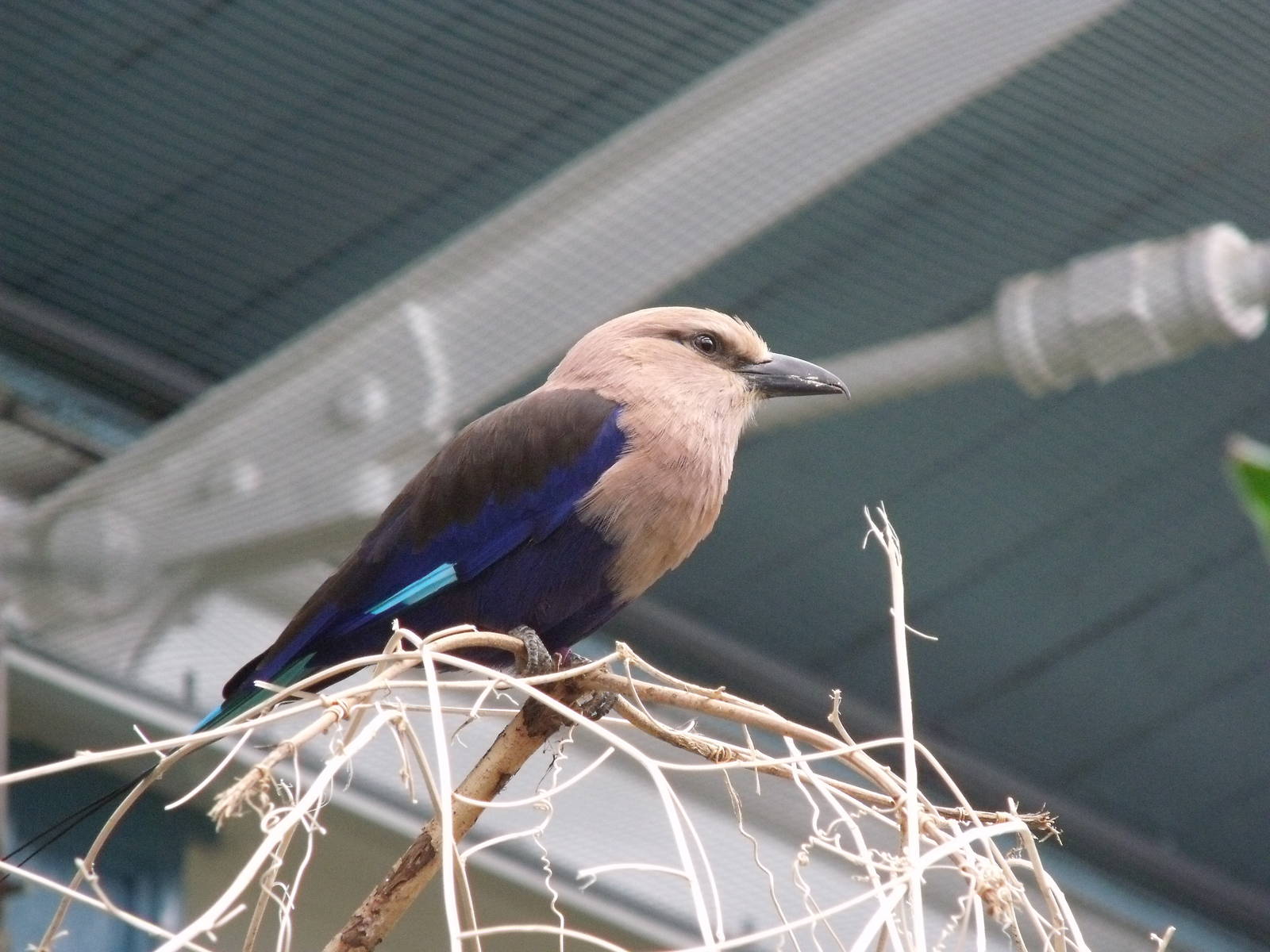 Blue-Bellied Roller