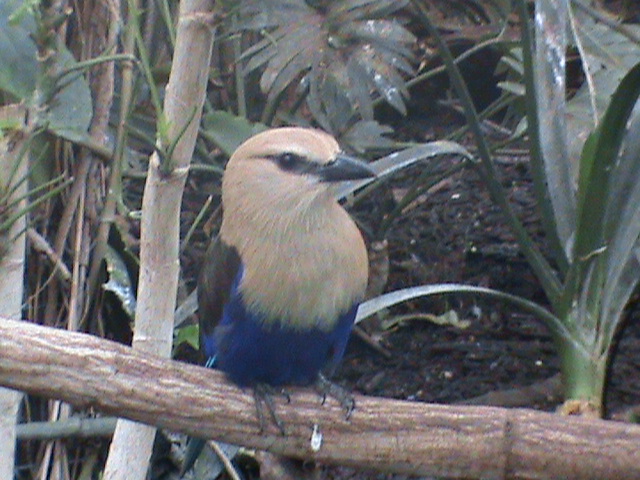 blue bellied roller1 02/10