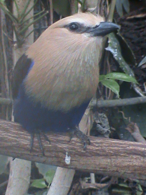 blue bellied roller2 02/10