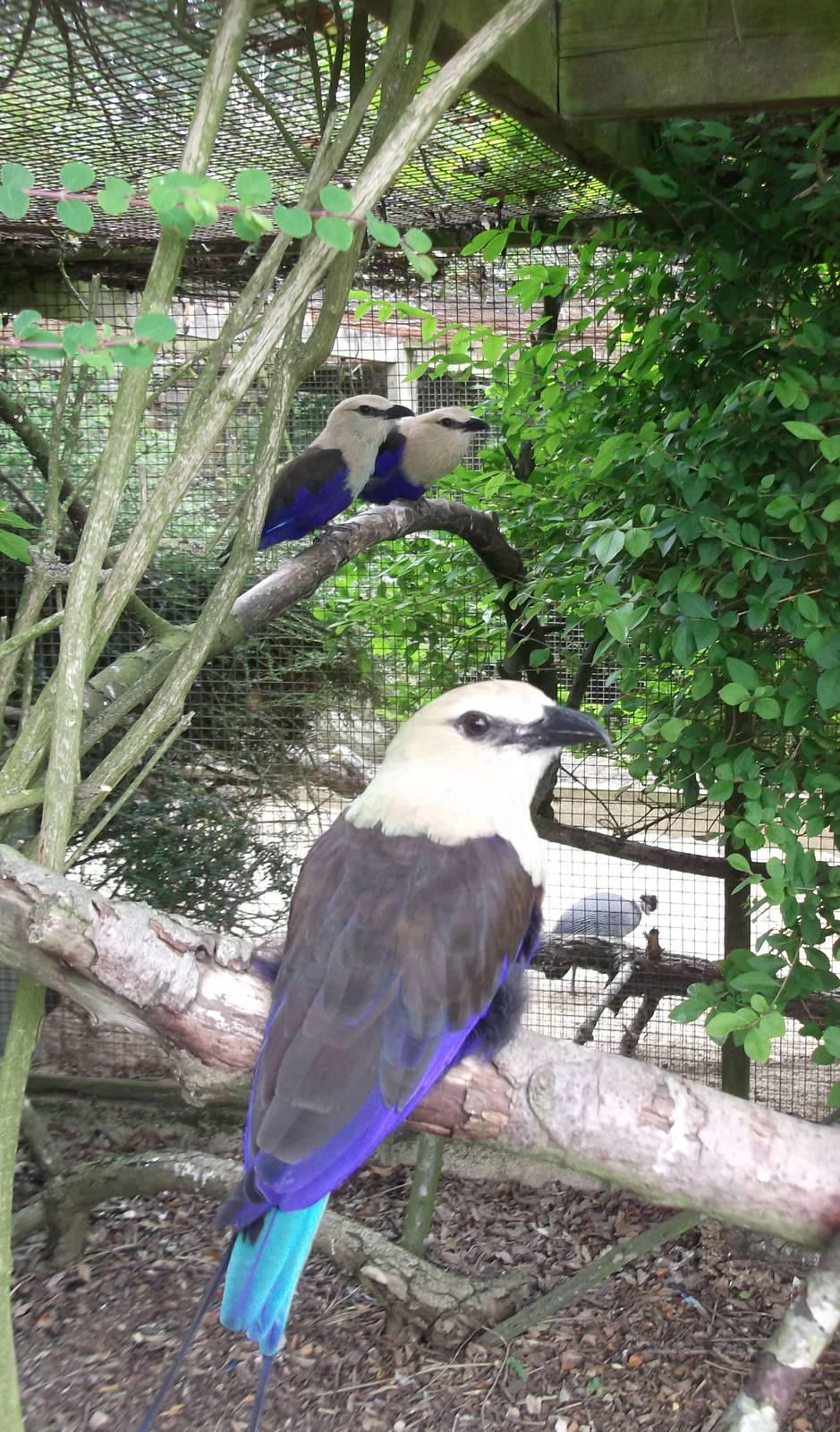 Blue Bellied Rollers