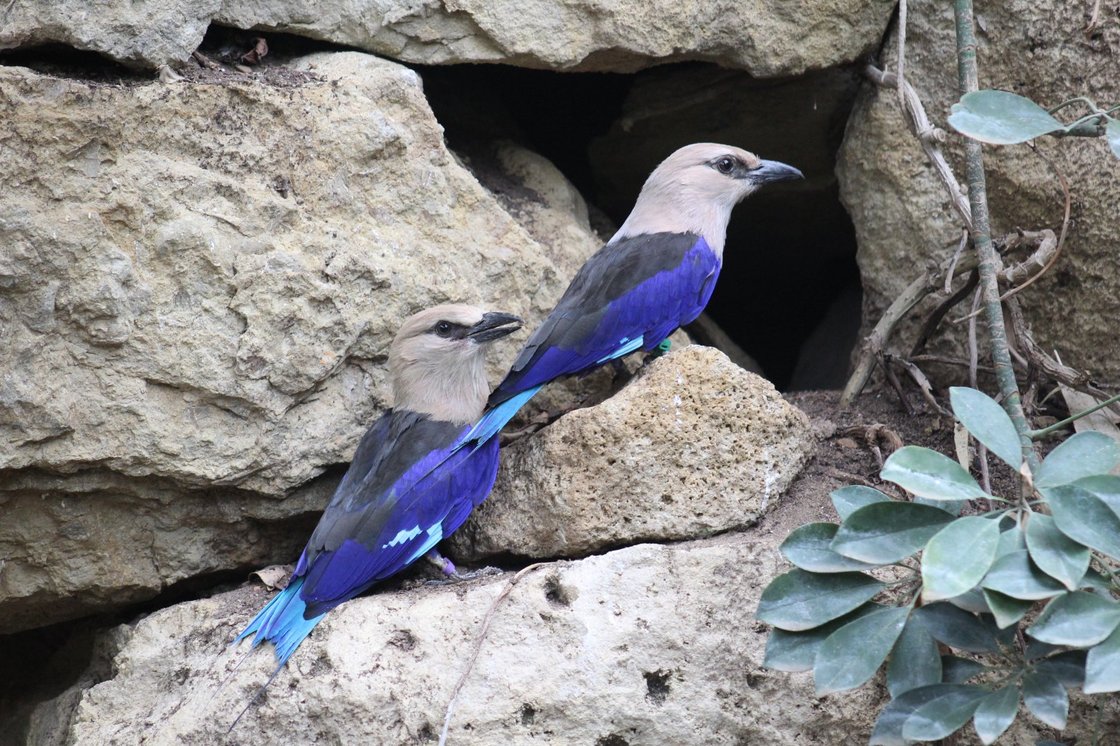 Blue-Bellied Rollers