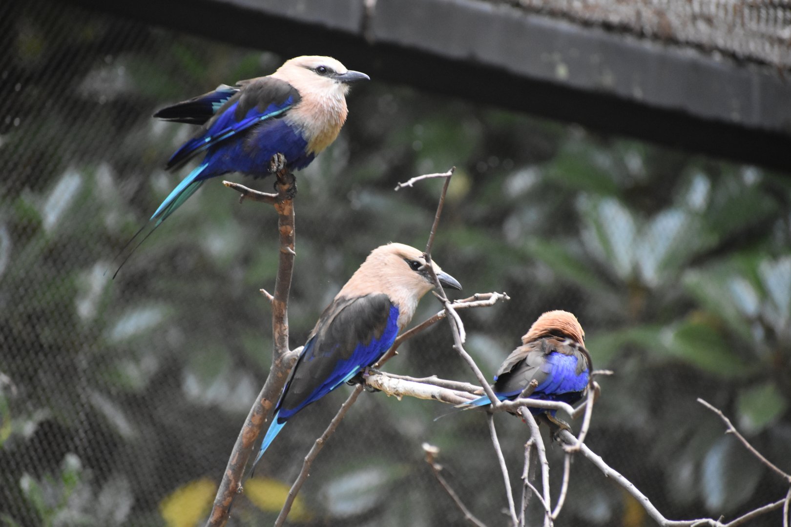 Blue-bellied Rollers