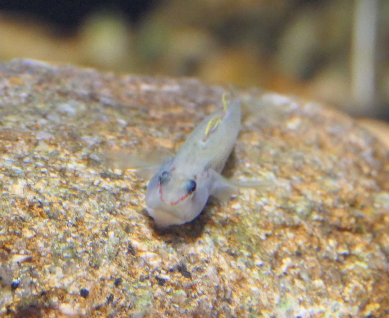 Blue Belly Freshwater Goby (Rhinogobius sp. 'BB') - Lake Biwa Museum