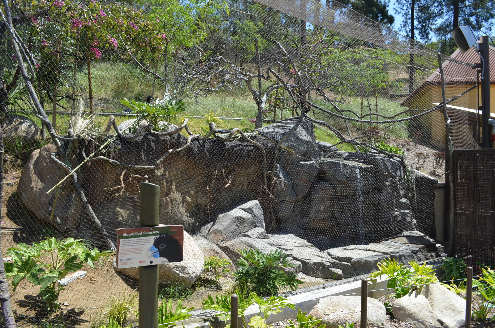 Blue-billed Curassow Aviary