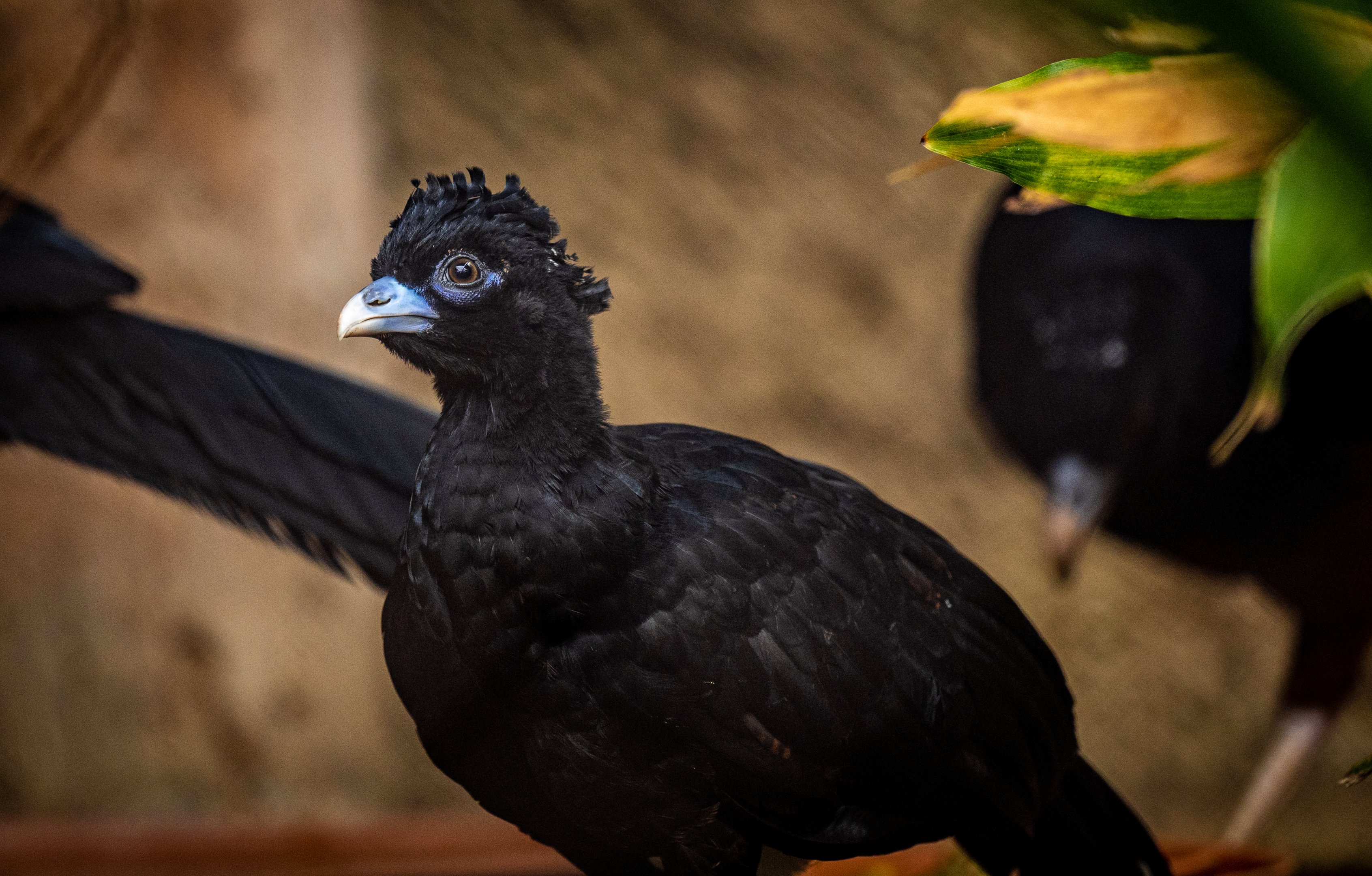 Blue Billed Curassow chick
