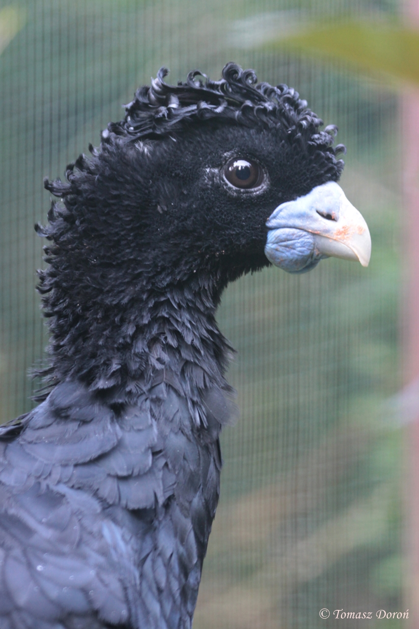 Blue-billed Curassow (Crax alberti) male