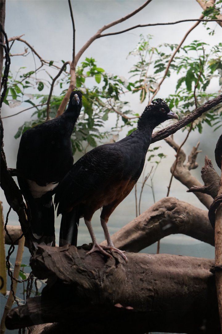 Blue-billed Curassow (Crax alberti), May 2015