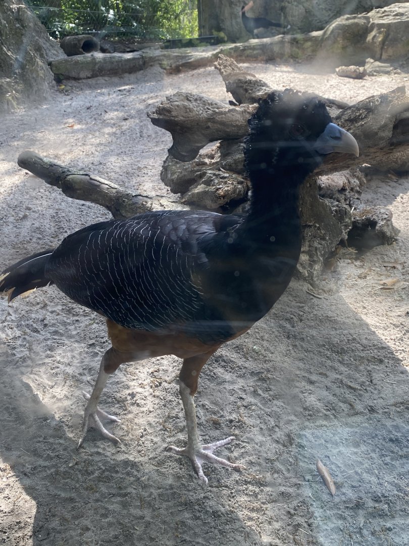 Blue-Billed Curassow (Crax alberti)