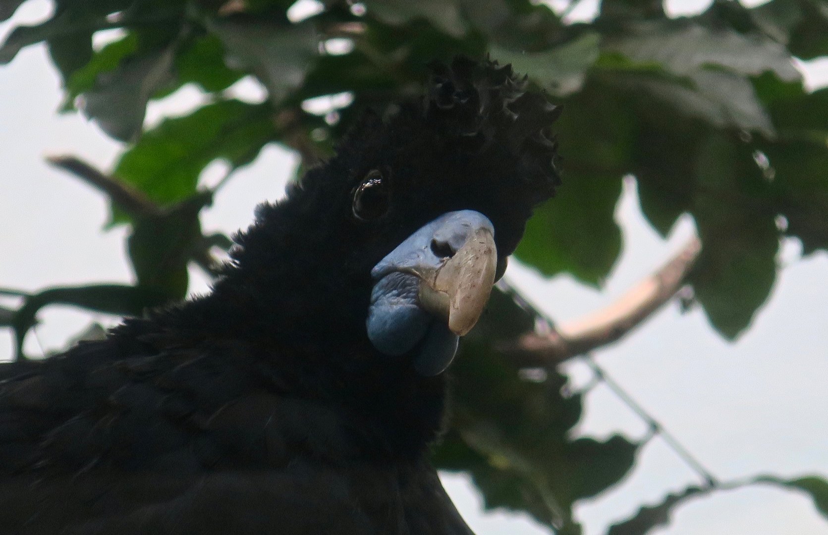 Blue-Billed Curassow (Crax alberti)