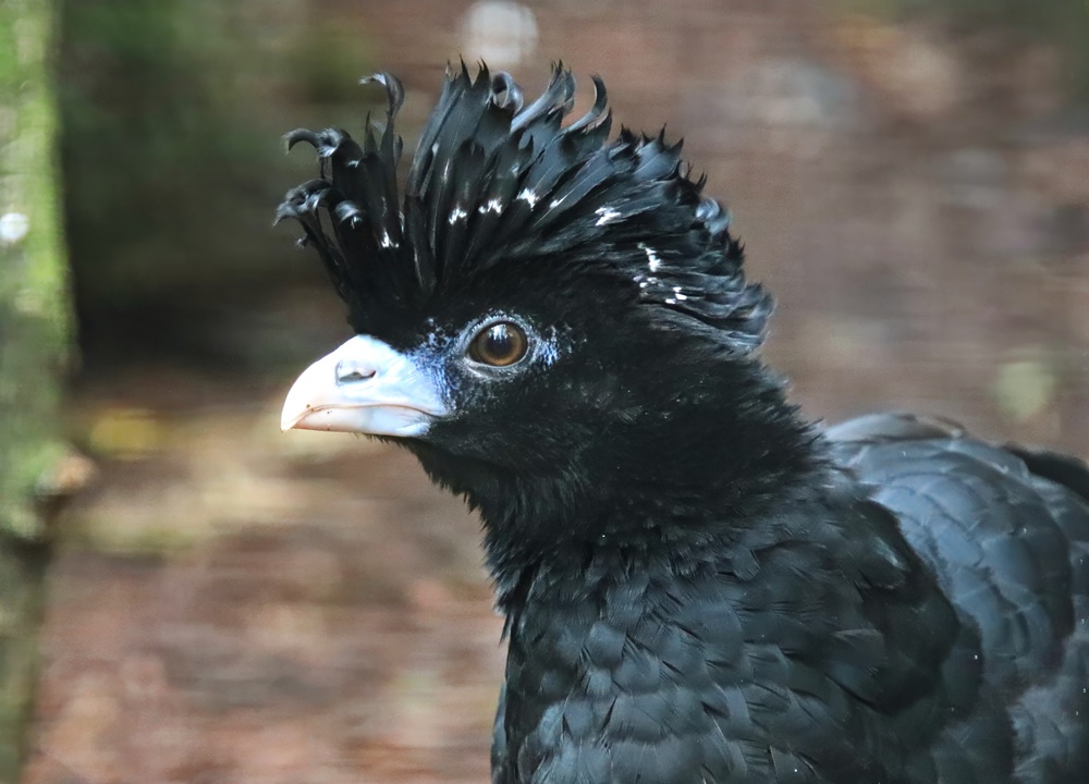 Blue-billed curassow (Crax alberti)
