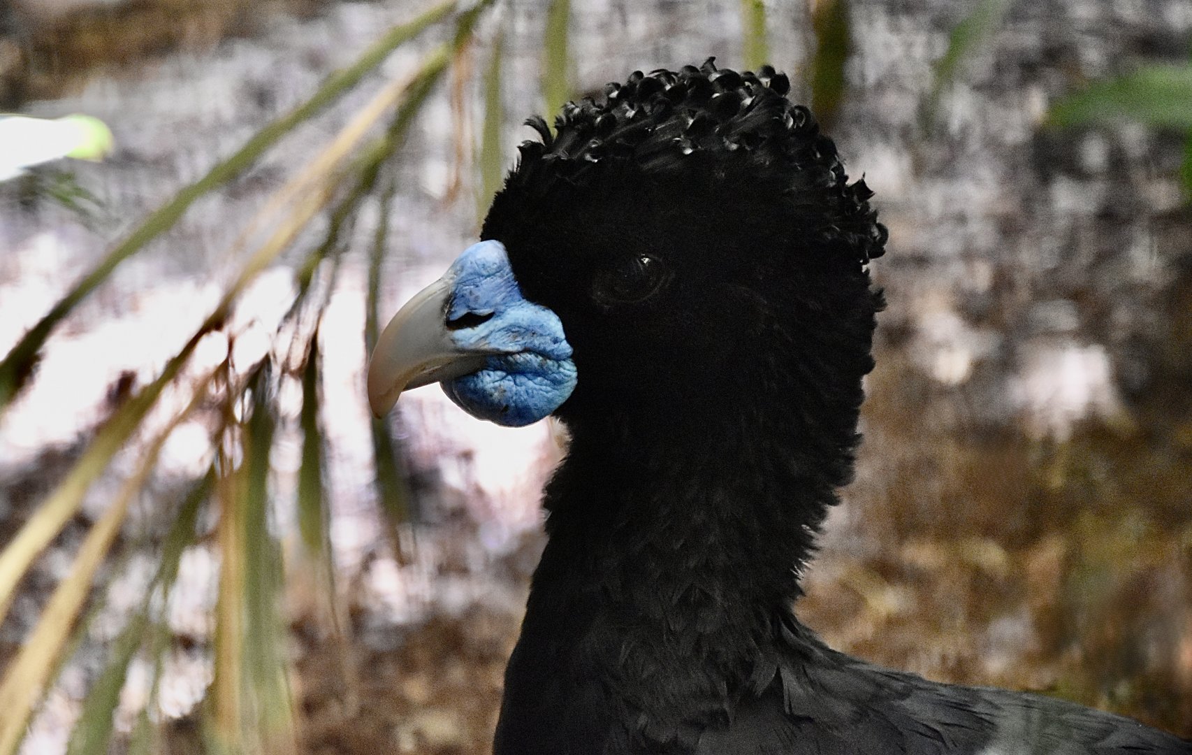 Blue-Billed Curassow (Crax alberti)