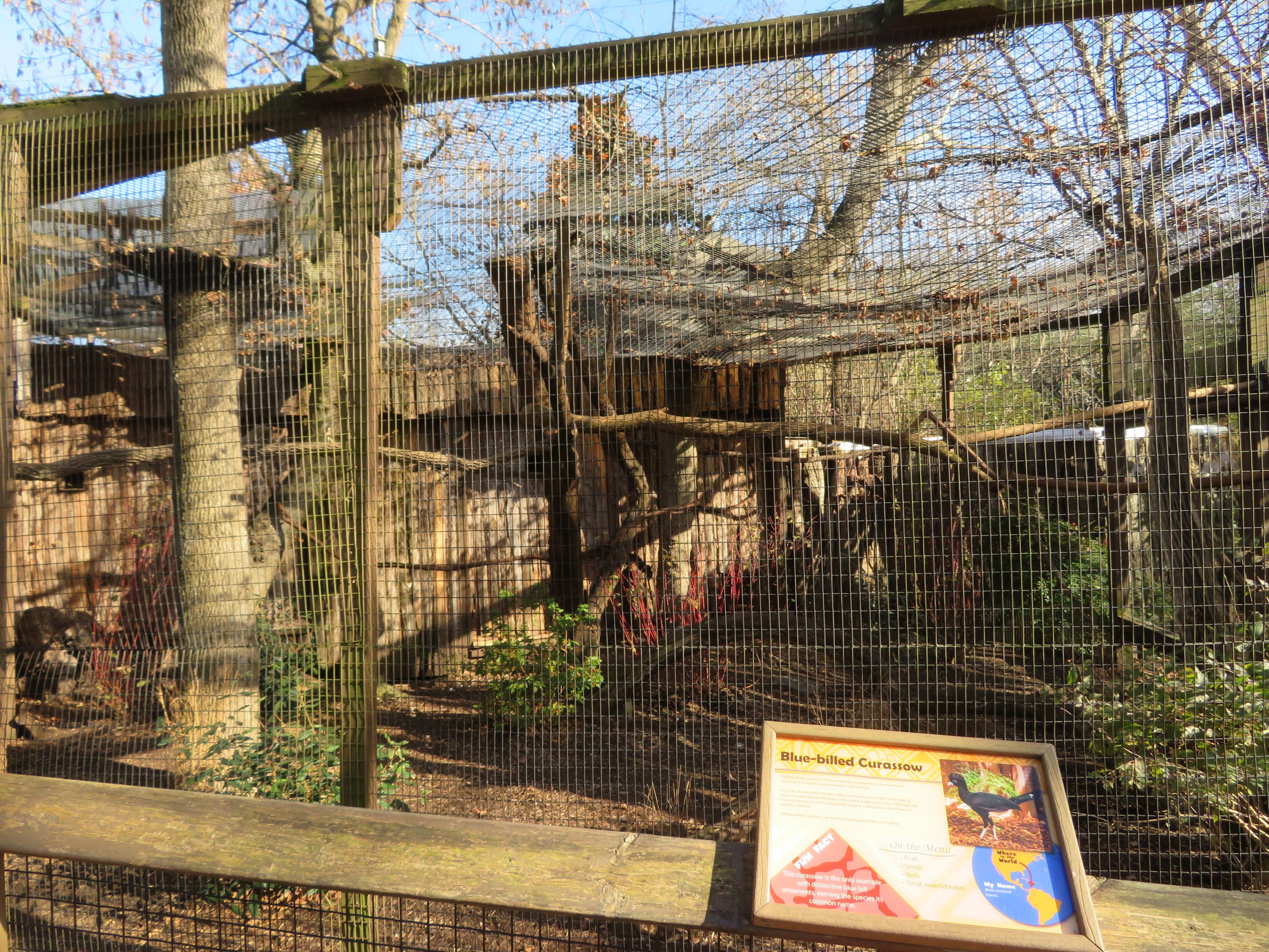 Blue-billed Curassow Exhibit