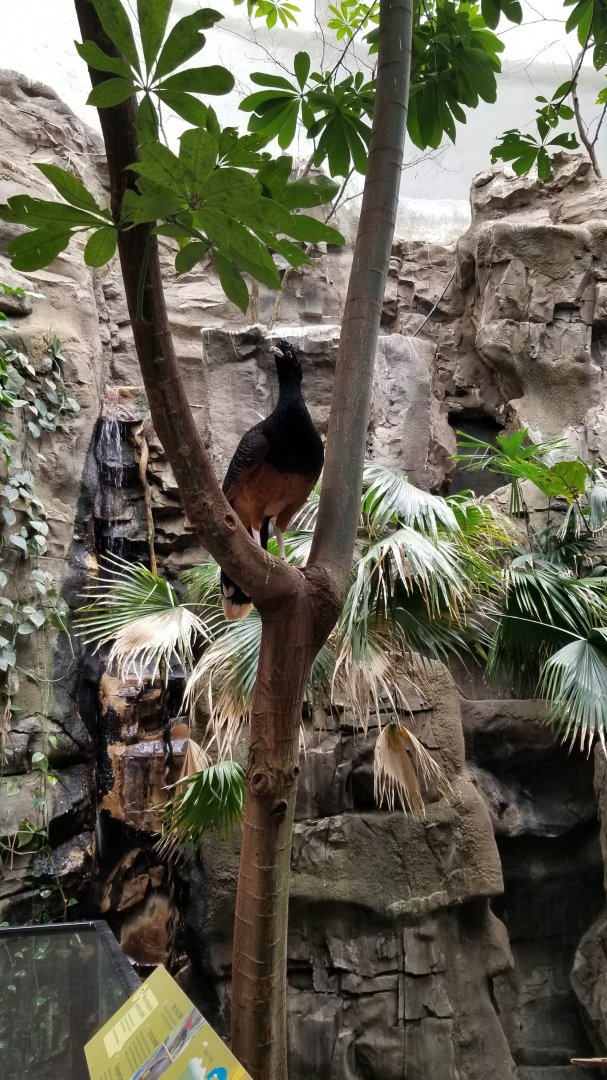 Blue-billed Curassow female