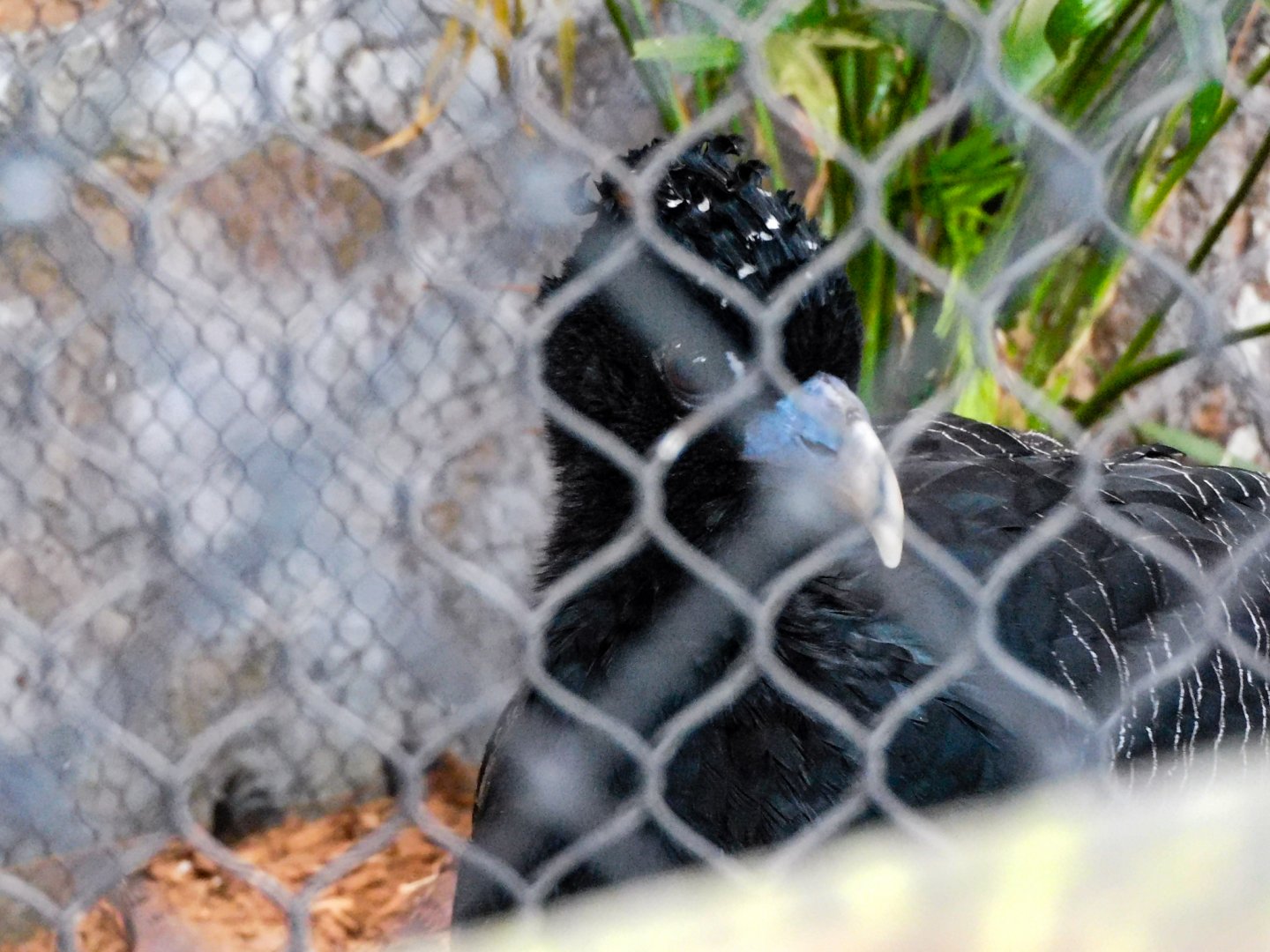 Blue Billed Curassow-LLPA