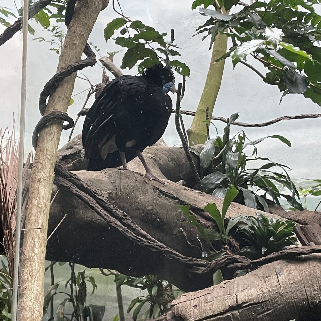 Blue-billed curassow male
