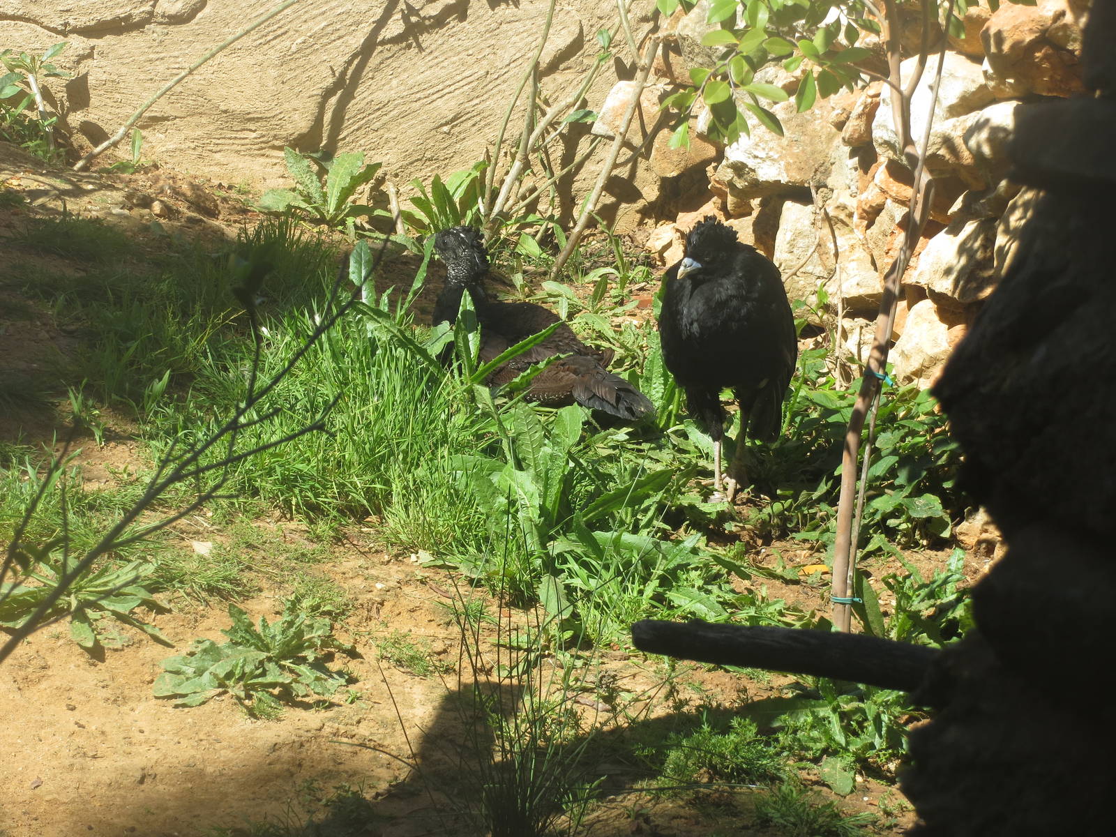 Blue-billed Curassow May 2014