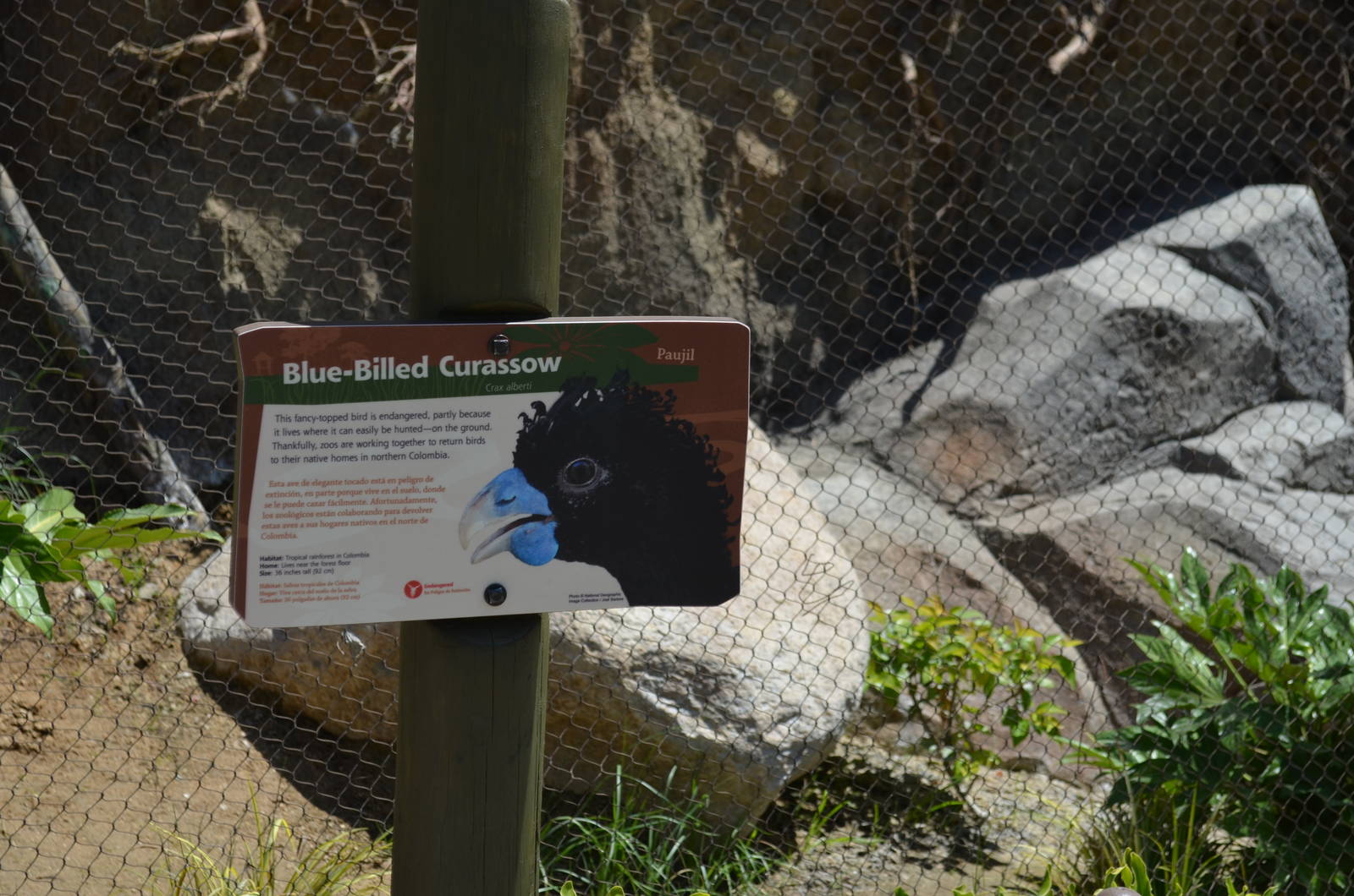 Blue-billed Curassow Signage