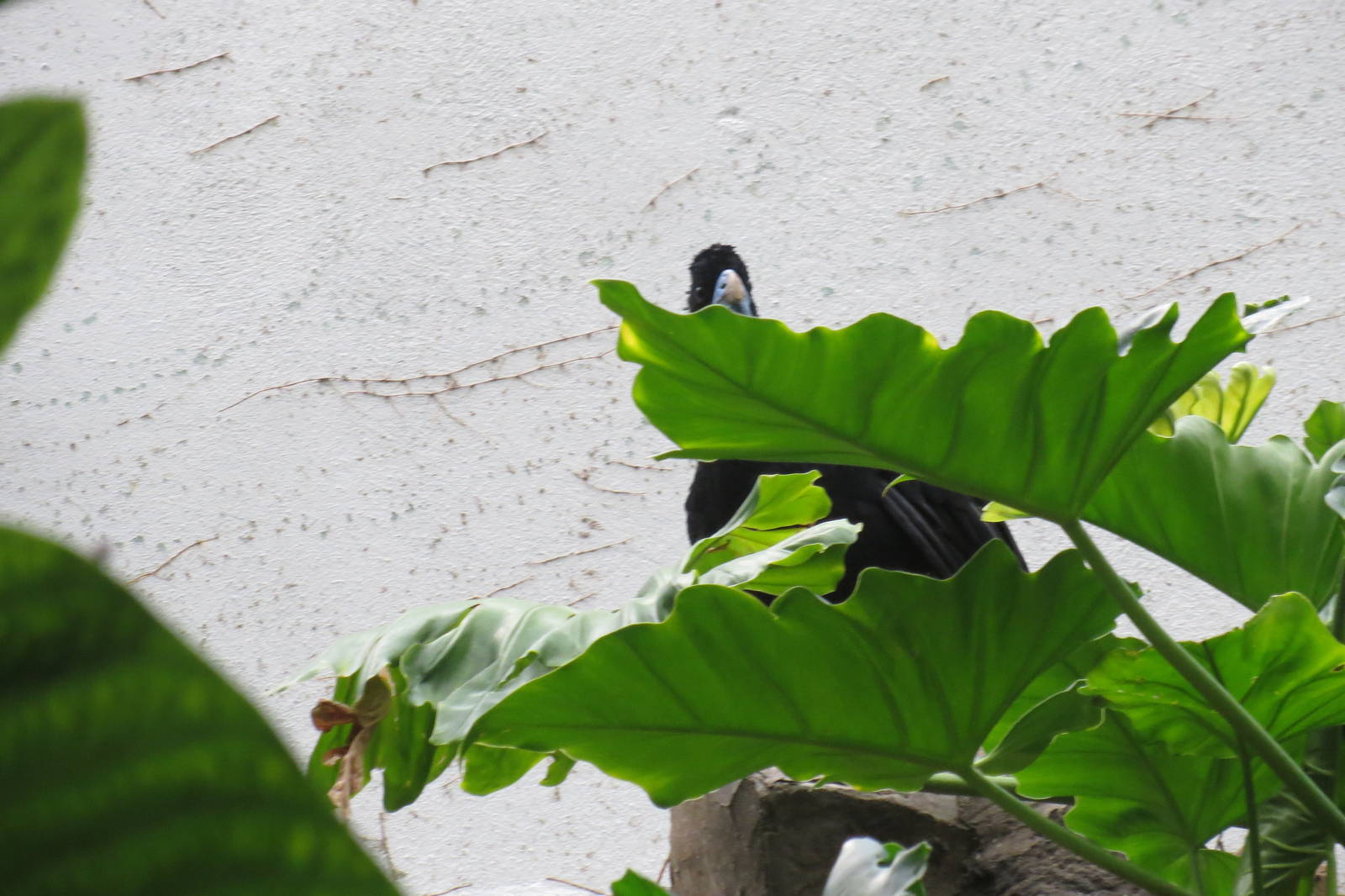 Blue-billed Curassow - World of Birds 031215