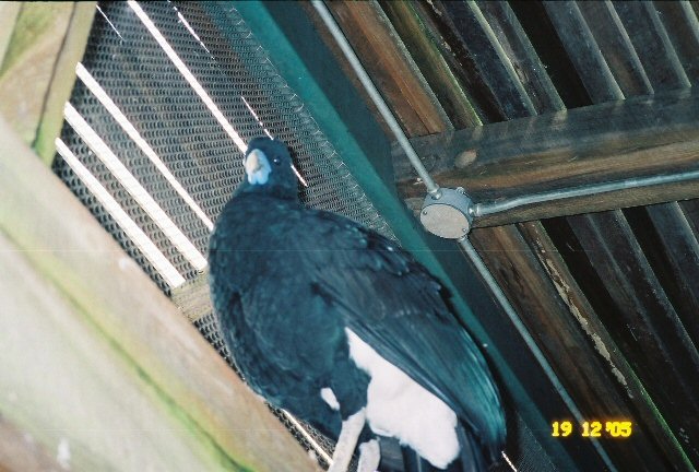 Blue-billed curassow