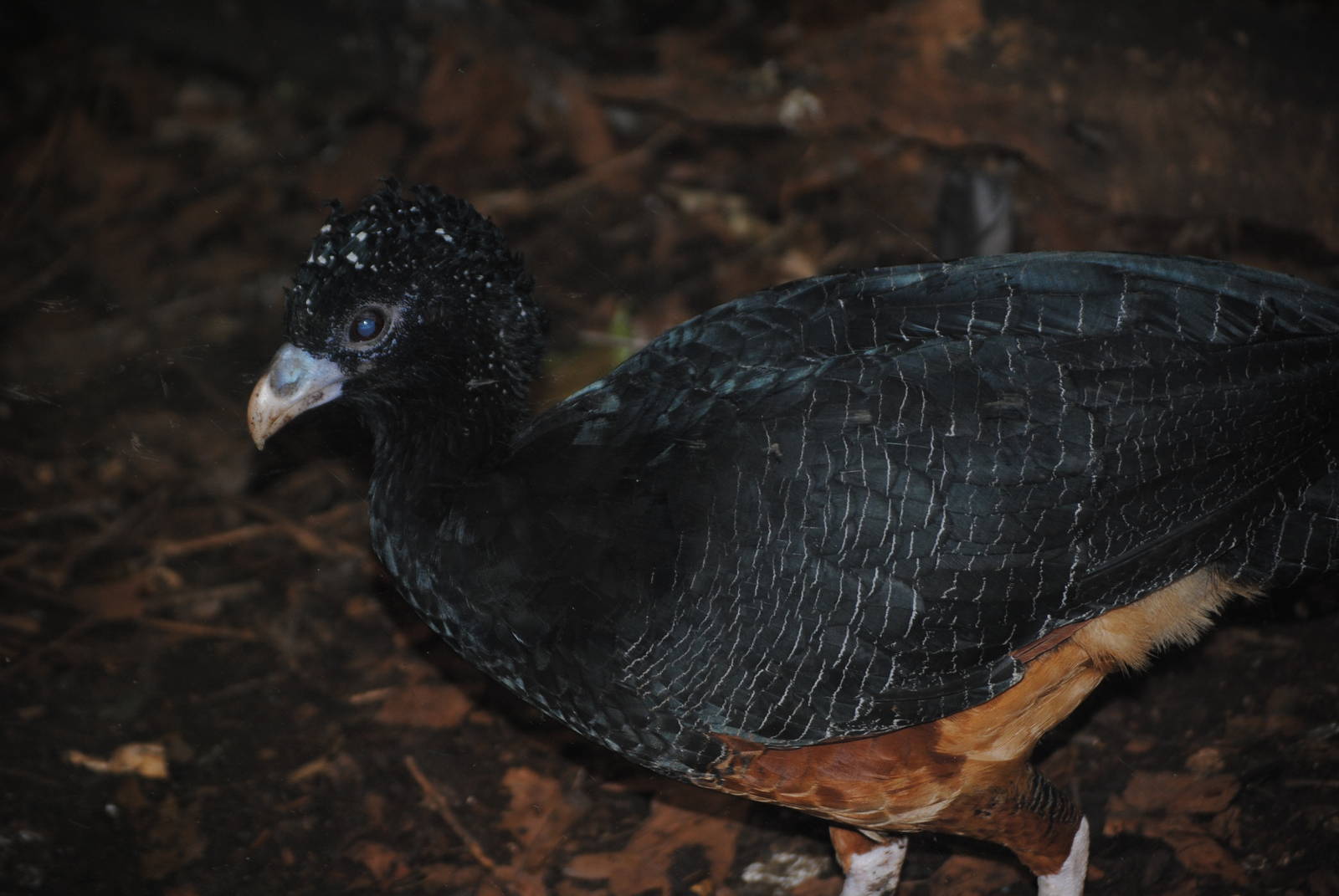 Blue-Billed Curassow